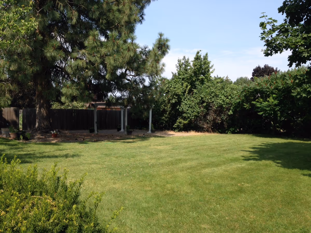 Sunny backyard with green lawn, tall trees, fence, and a small pergola.