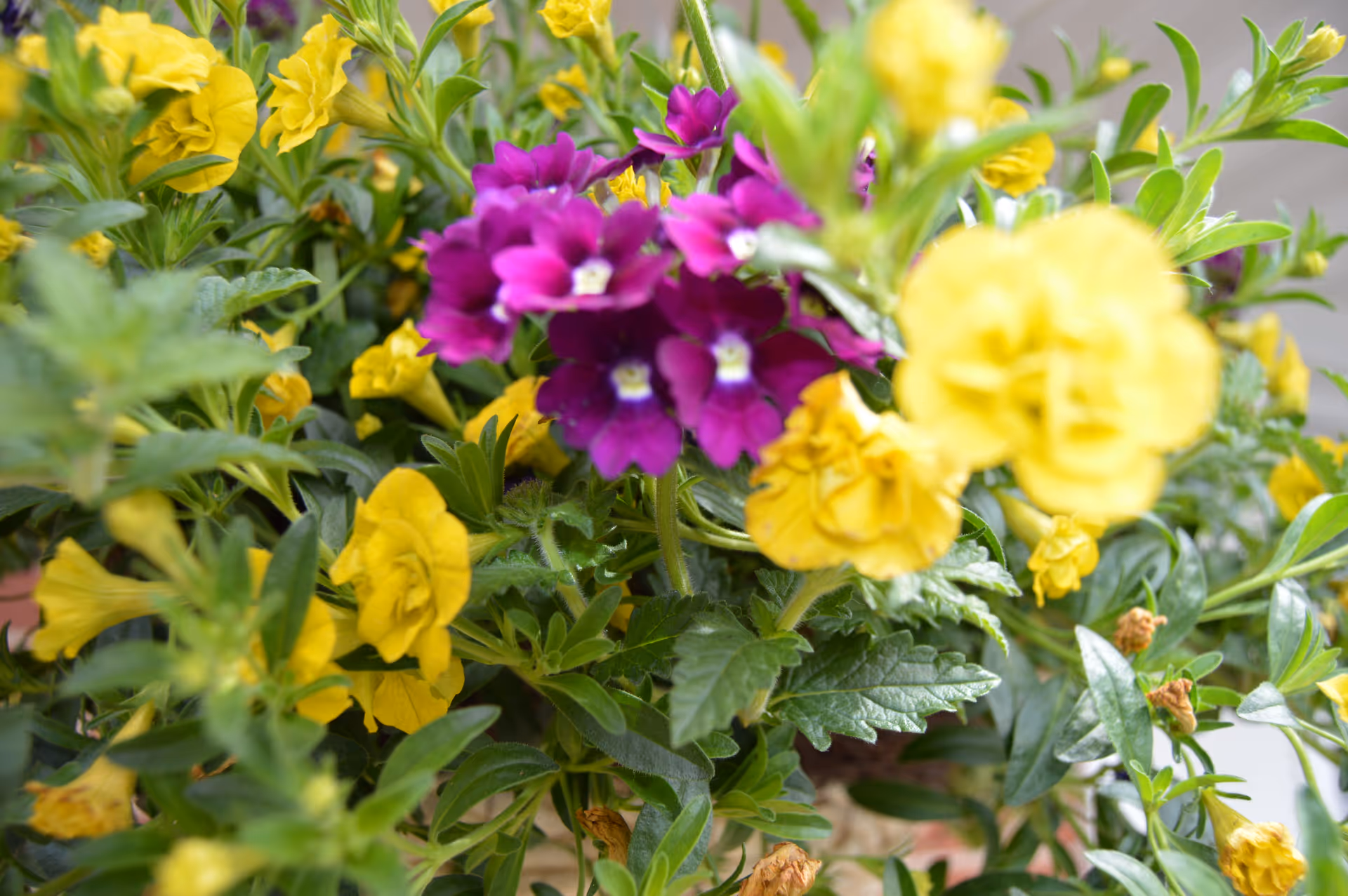 Close-up of a vibrant flower arrangement featuring bright yellow and purple flowers with green leaves.