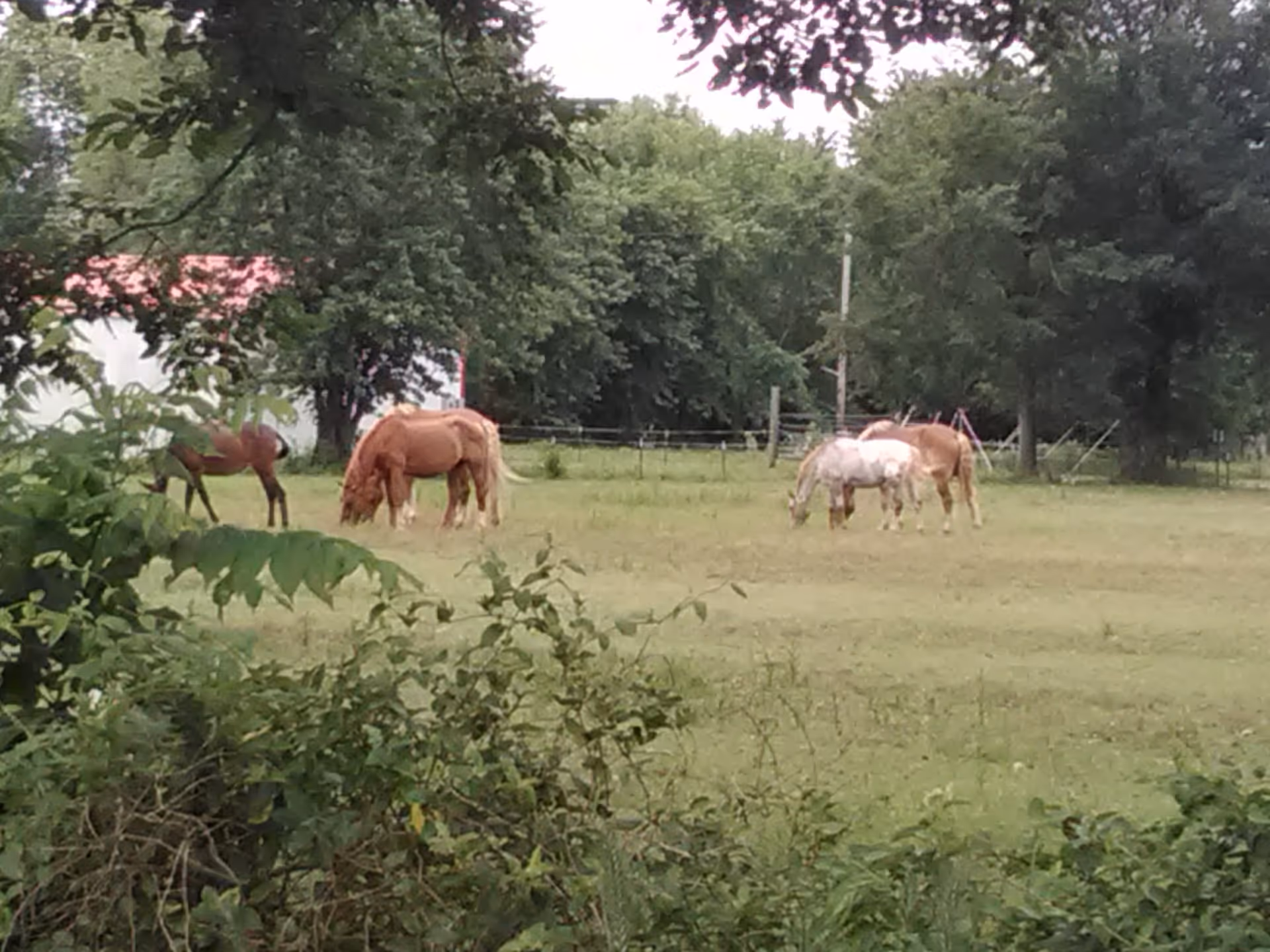 Horses grazing in a grassy, fenced pasture near trees.