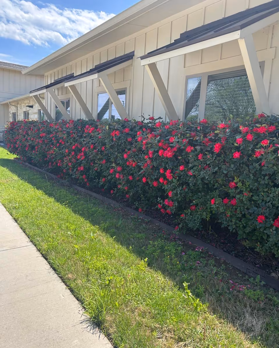 Exterior view of Lampasas Assisted Living with white siding, angled beams, and red flowering hedges.
