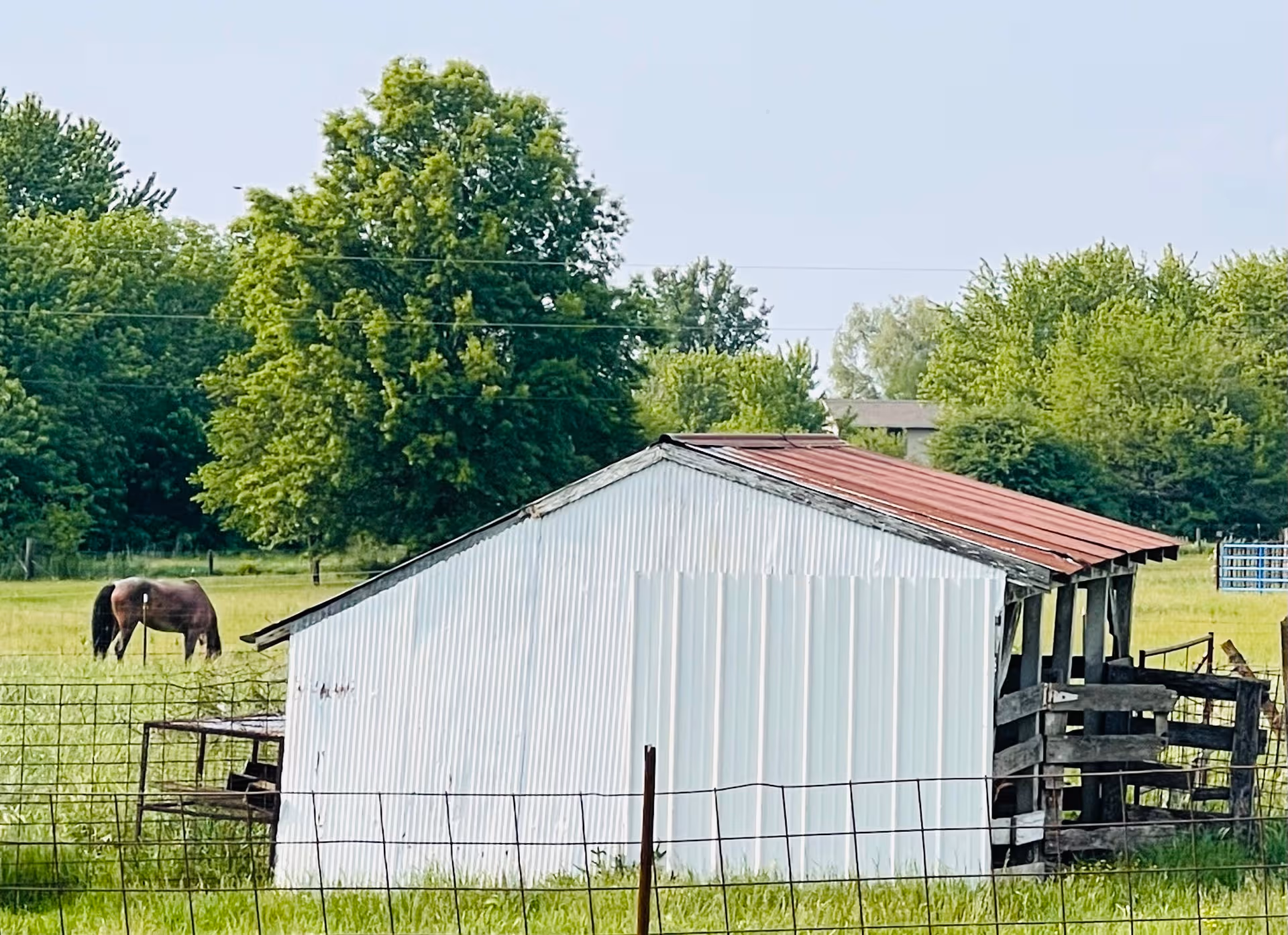 Rural fenced field with a metal shed and a grazing horse nearby