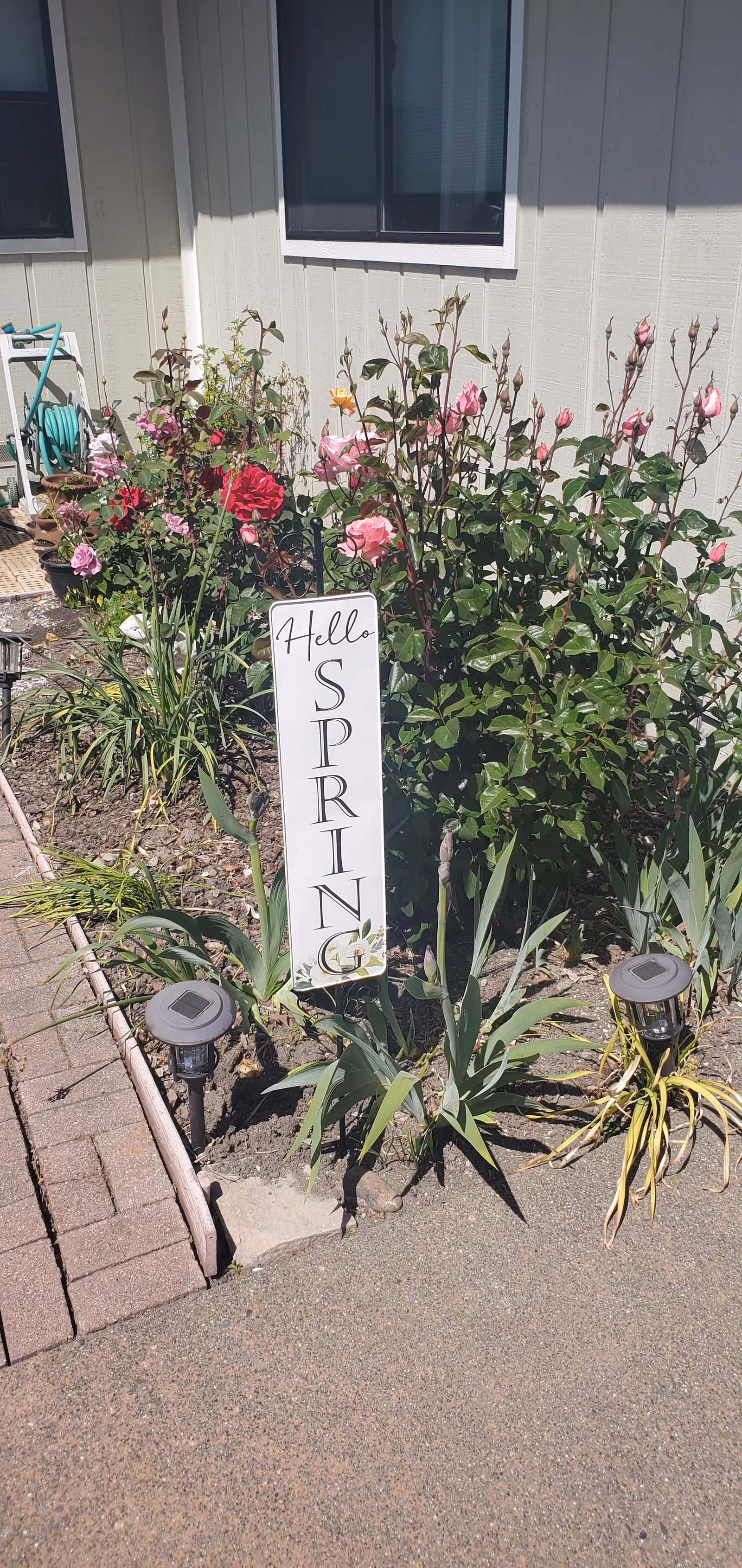 Outdoor garden bed with blooming roses and Hello Spring sign in front of a building.