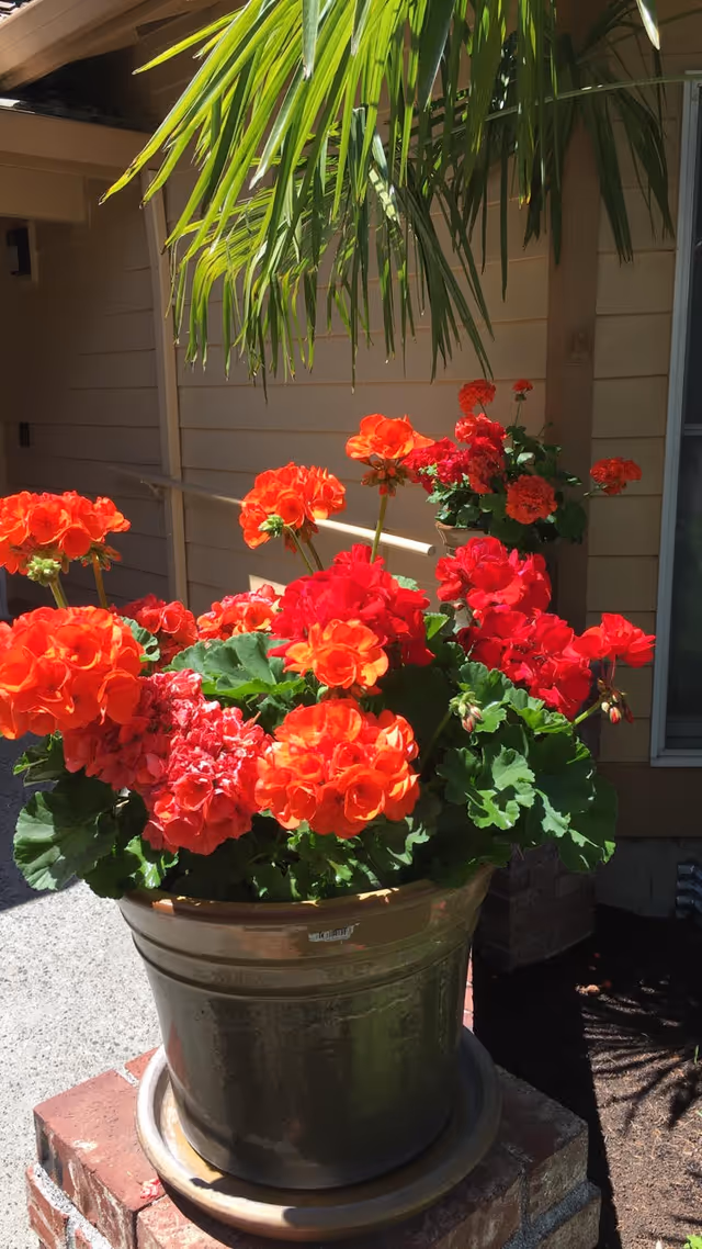 Outdoor scene with a large pot of red geraniums beside a beige building exterior.