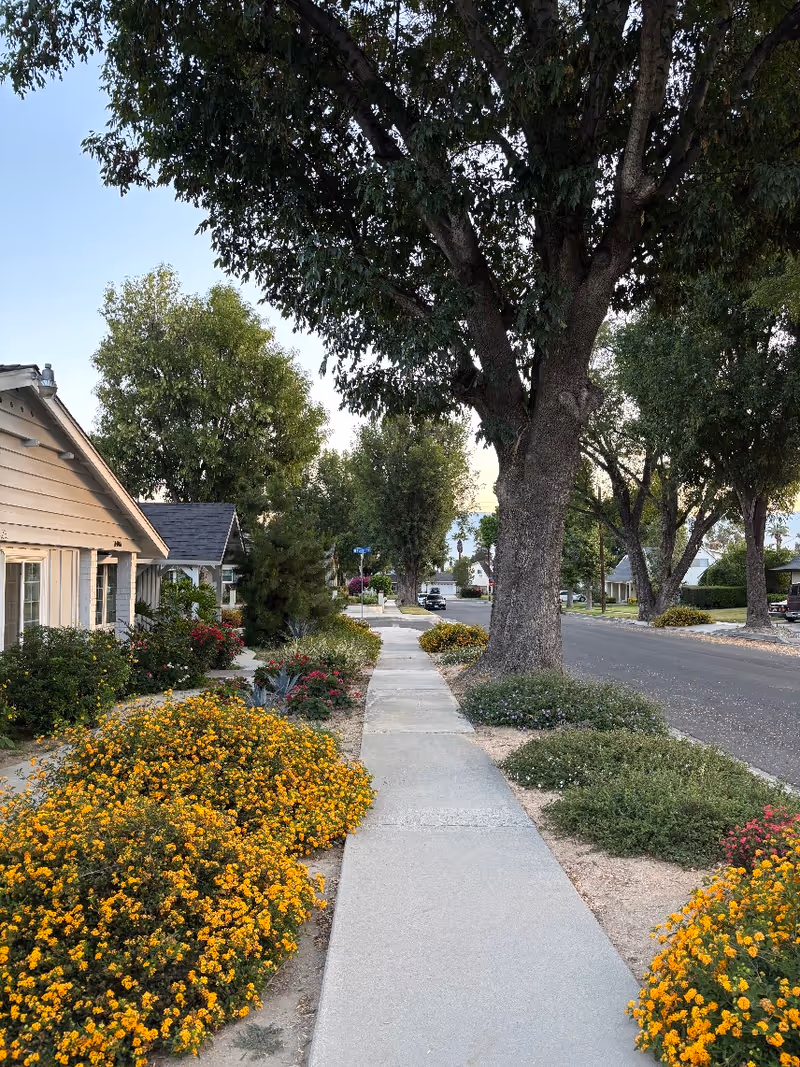 A sunny exterior sidewalk lined with yellow flowers and large trees along a residential street.