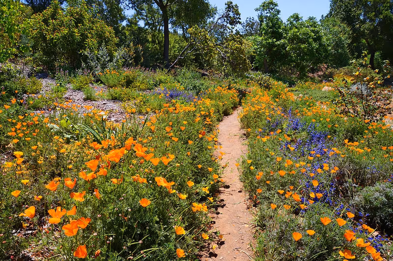 A dirt garden path winds through a vibrant garden of flowers with trees in the background.