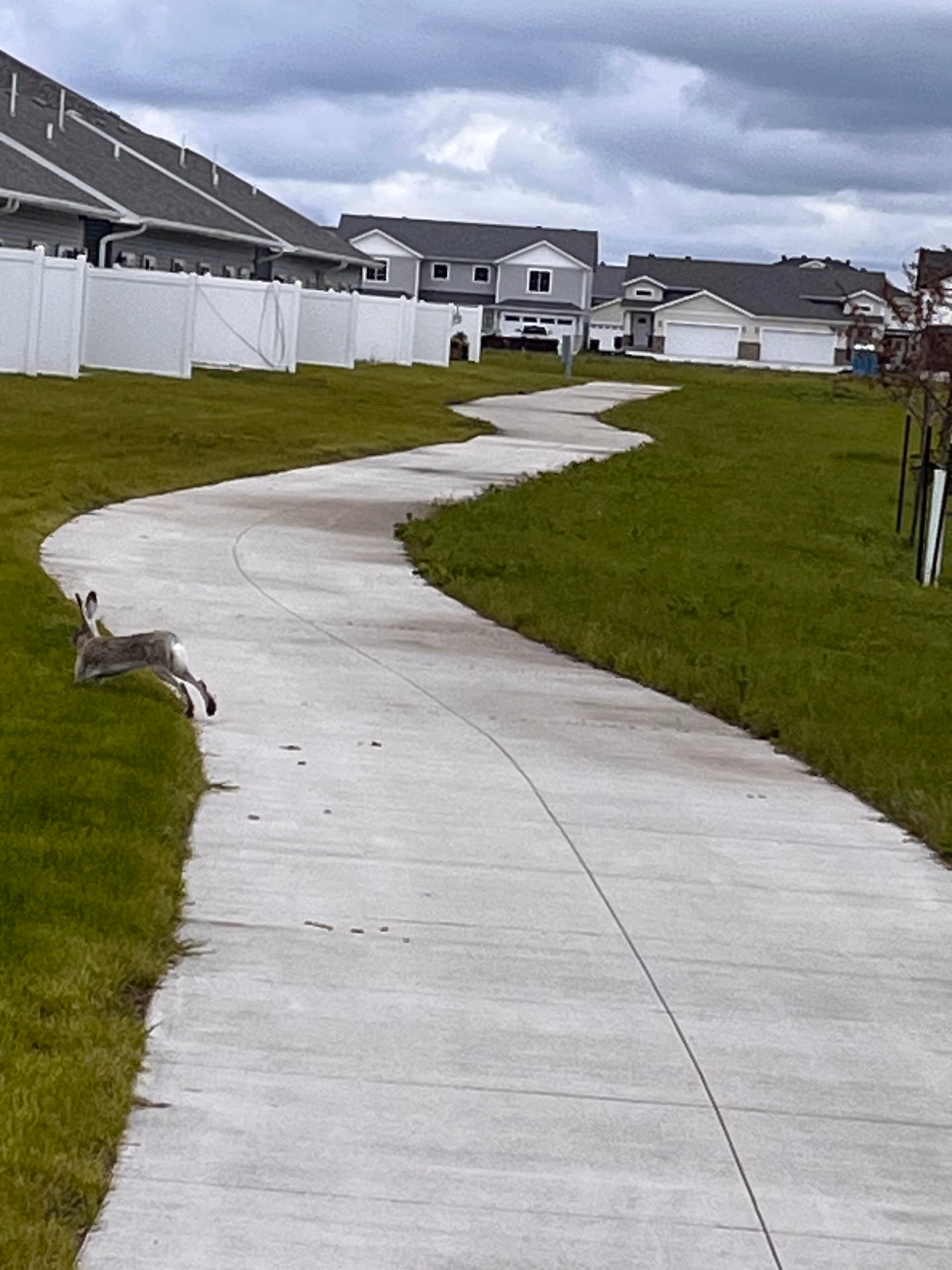 Curving concrete path through grassy area with white fences and houses; a deer nearby.