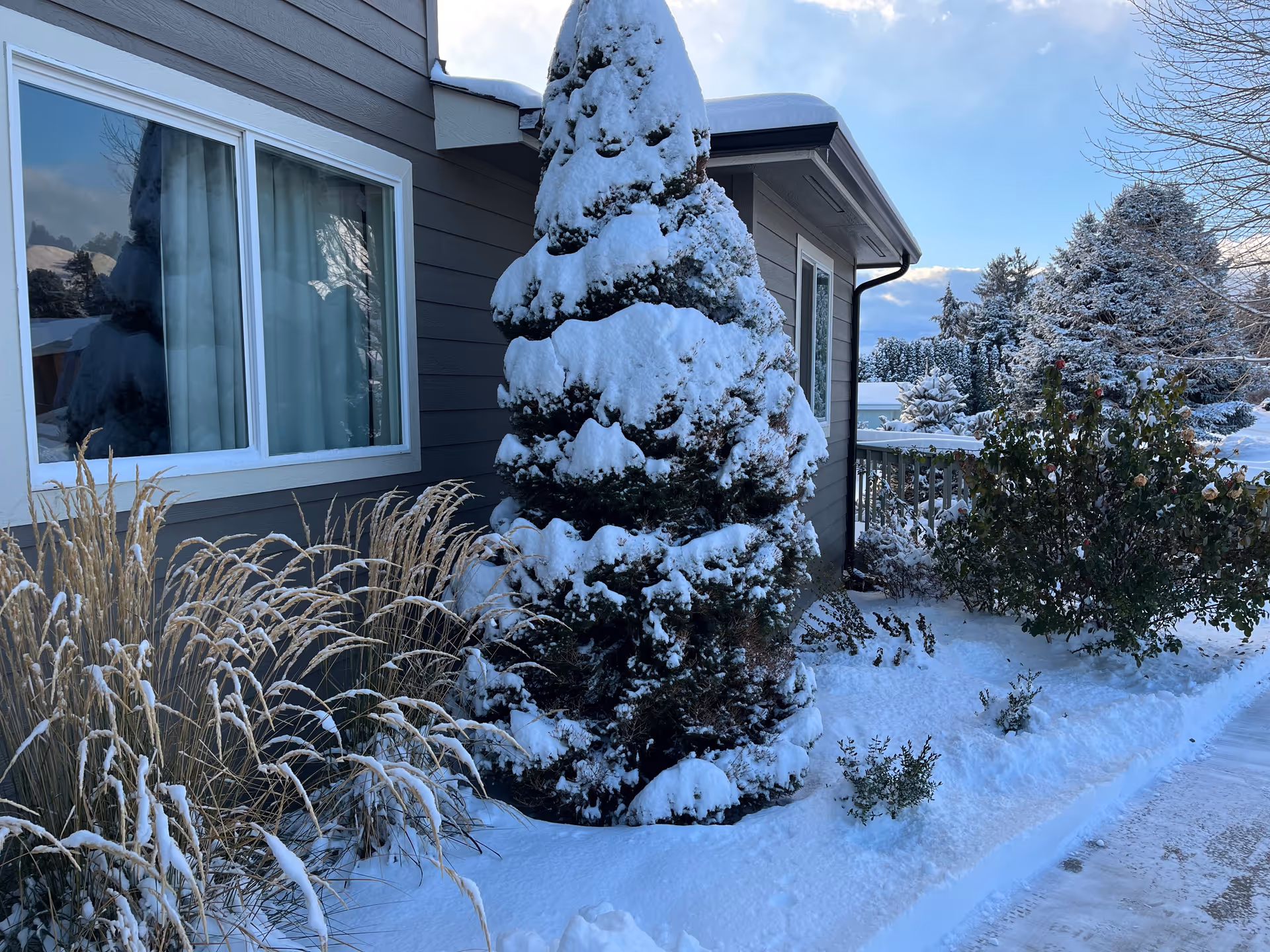 Snowy exterior of a facility with a window, conifer, and landscaped shrubs.