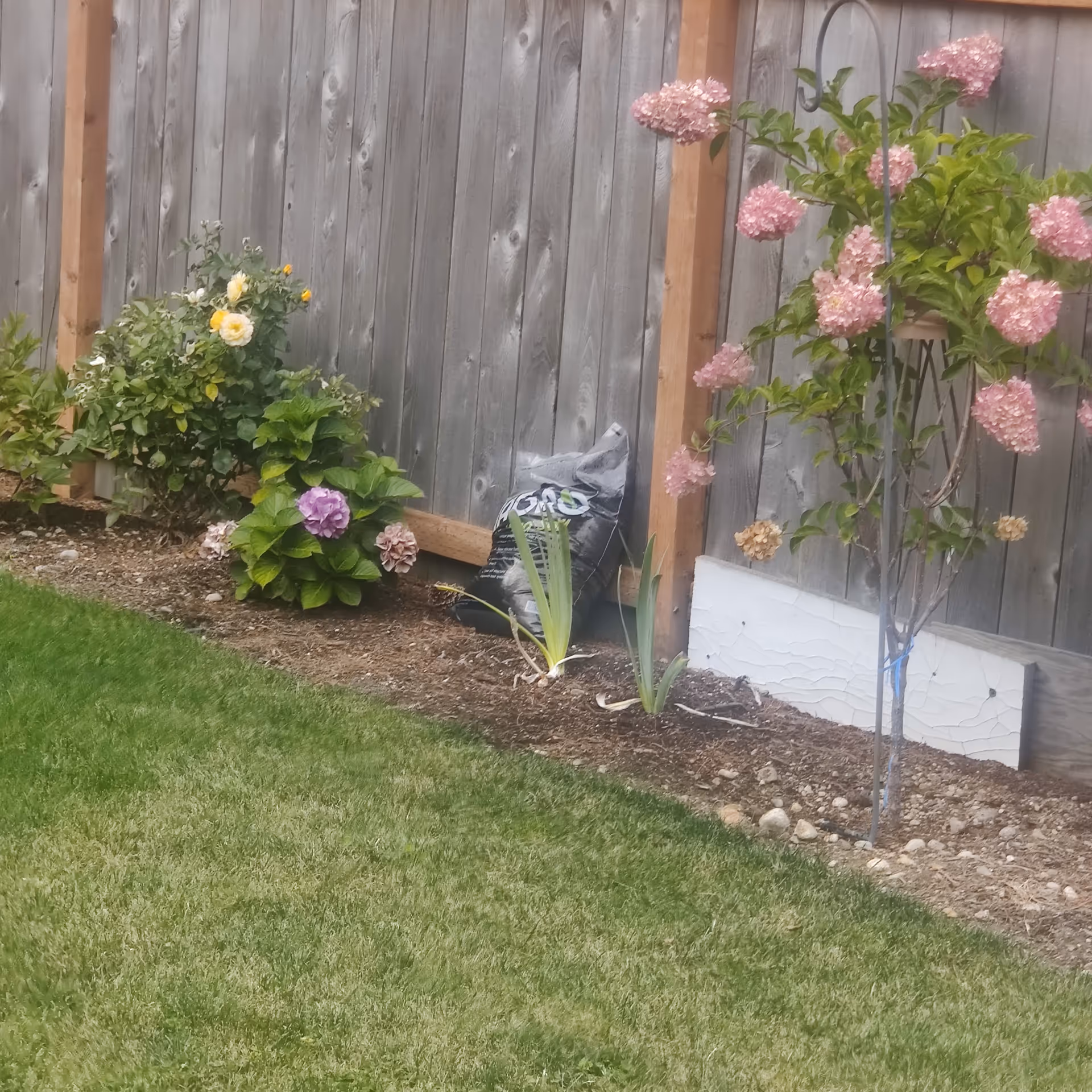 A small backyard garden with a wooden fence, blooming hydrangeas, and a bag on the ground.
