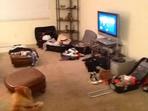 Living room with TV, scattered belongings, luggage, and a dog in foreground.