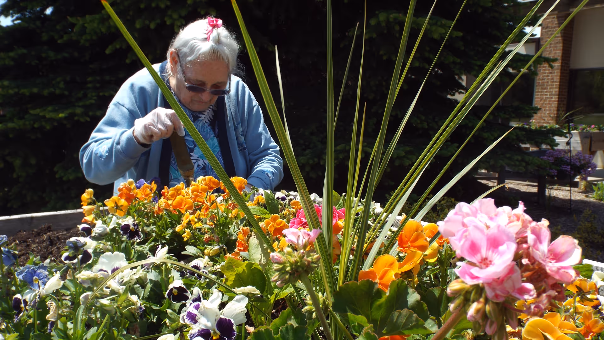An elderly woman wearing sunglasses and a blue jacket is gardening outdoors, tending to a raised flower bed filled with colorful flowers including orange, pink, white, and purple blooms. The background shows greenery and part of a building.