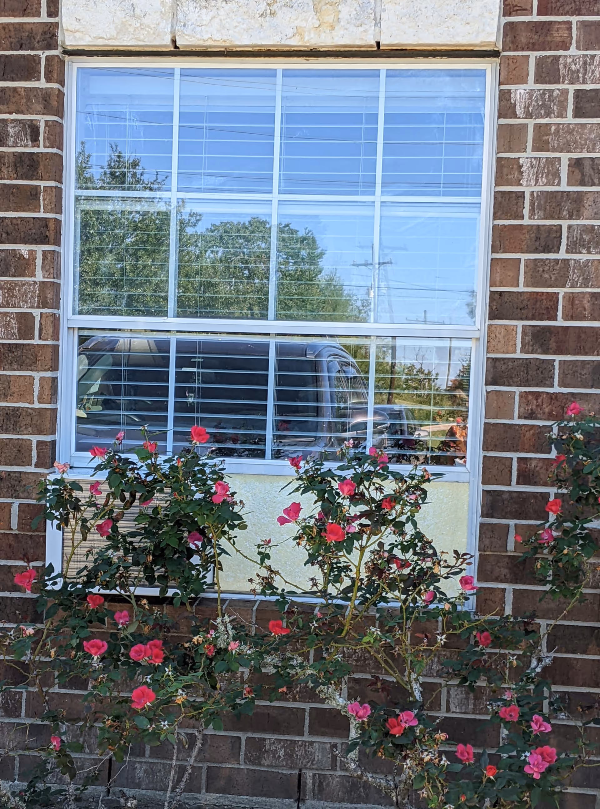 Brick building exterior with a window and pink roses along the wall.