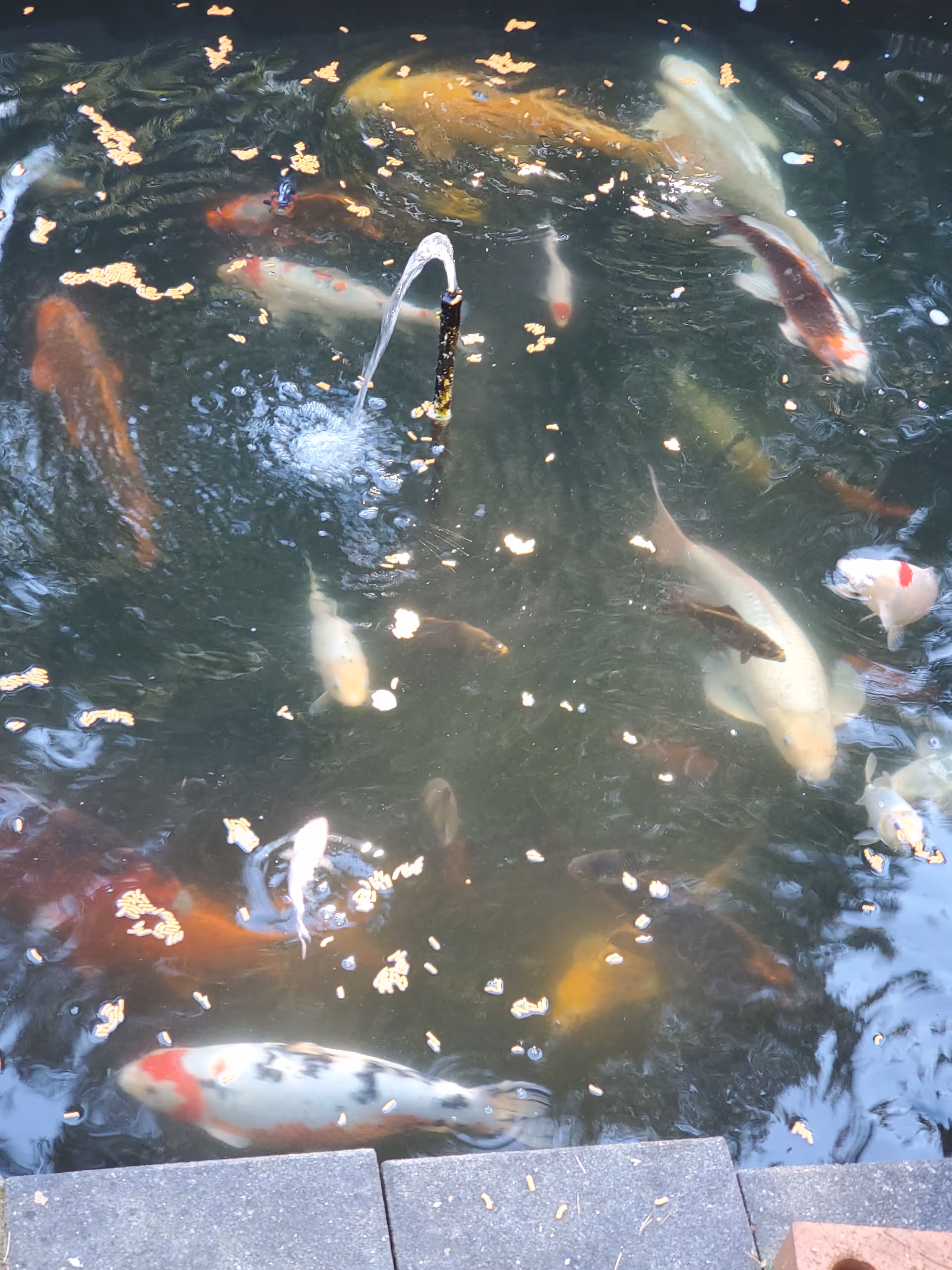 Koi fish swim in a pond with a fountain and floating leaves.