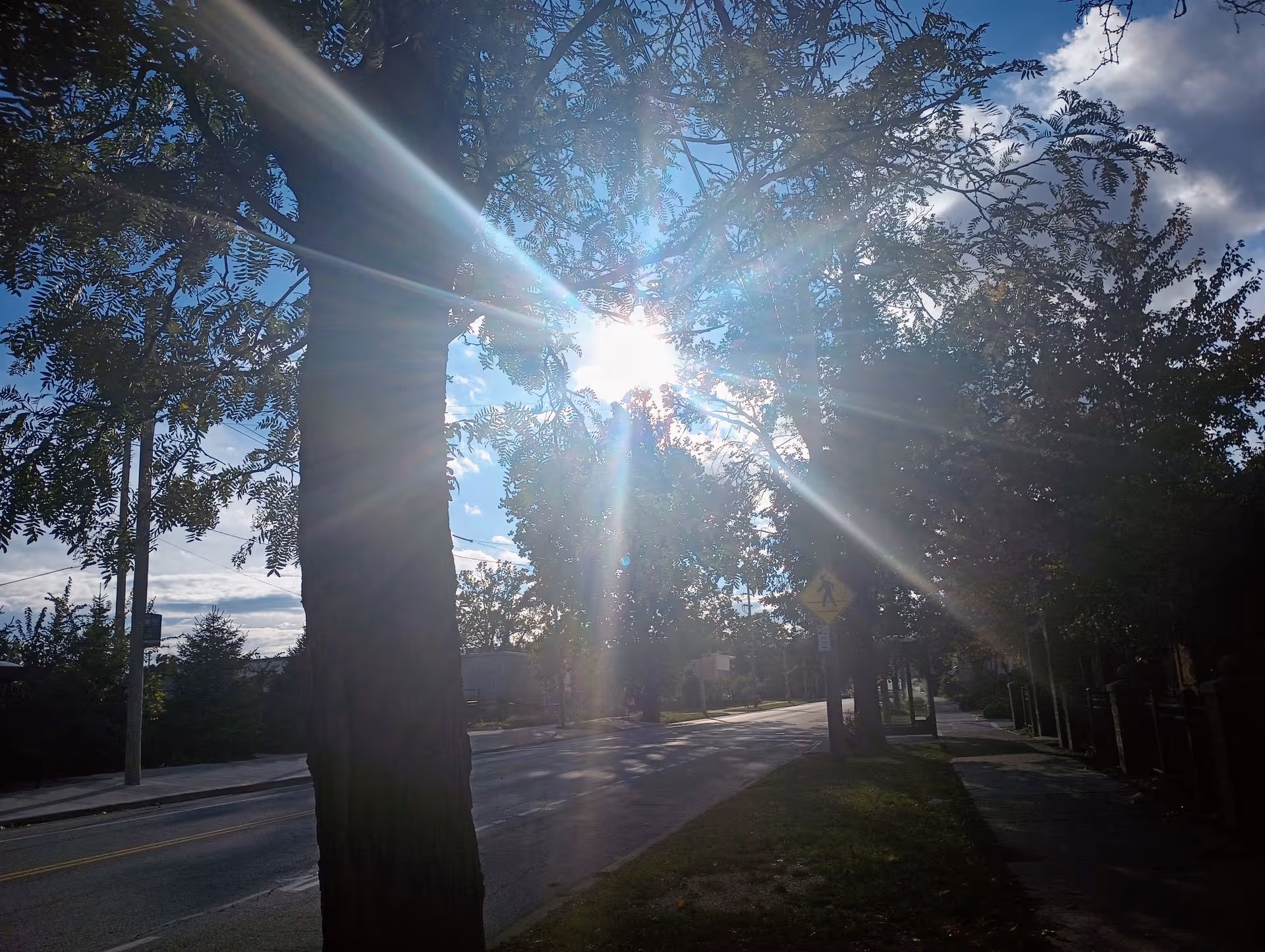 A sunlit street view with trees, a sidewalk, and strong sun glare.