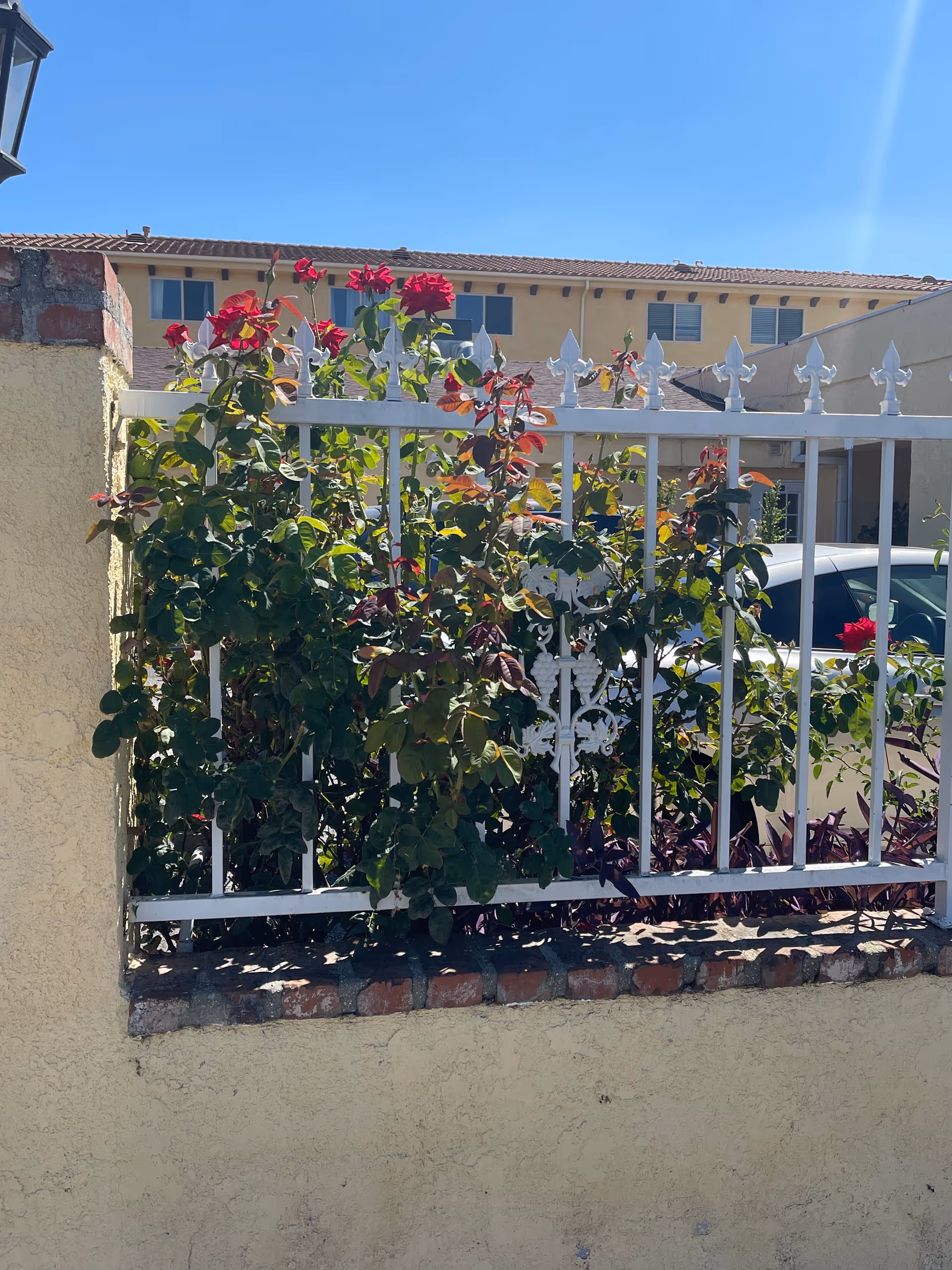 Exterior view of a beige building behind a white fence with red roses.