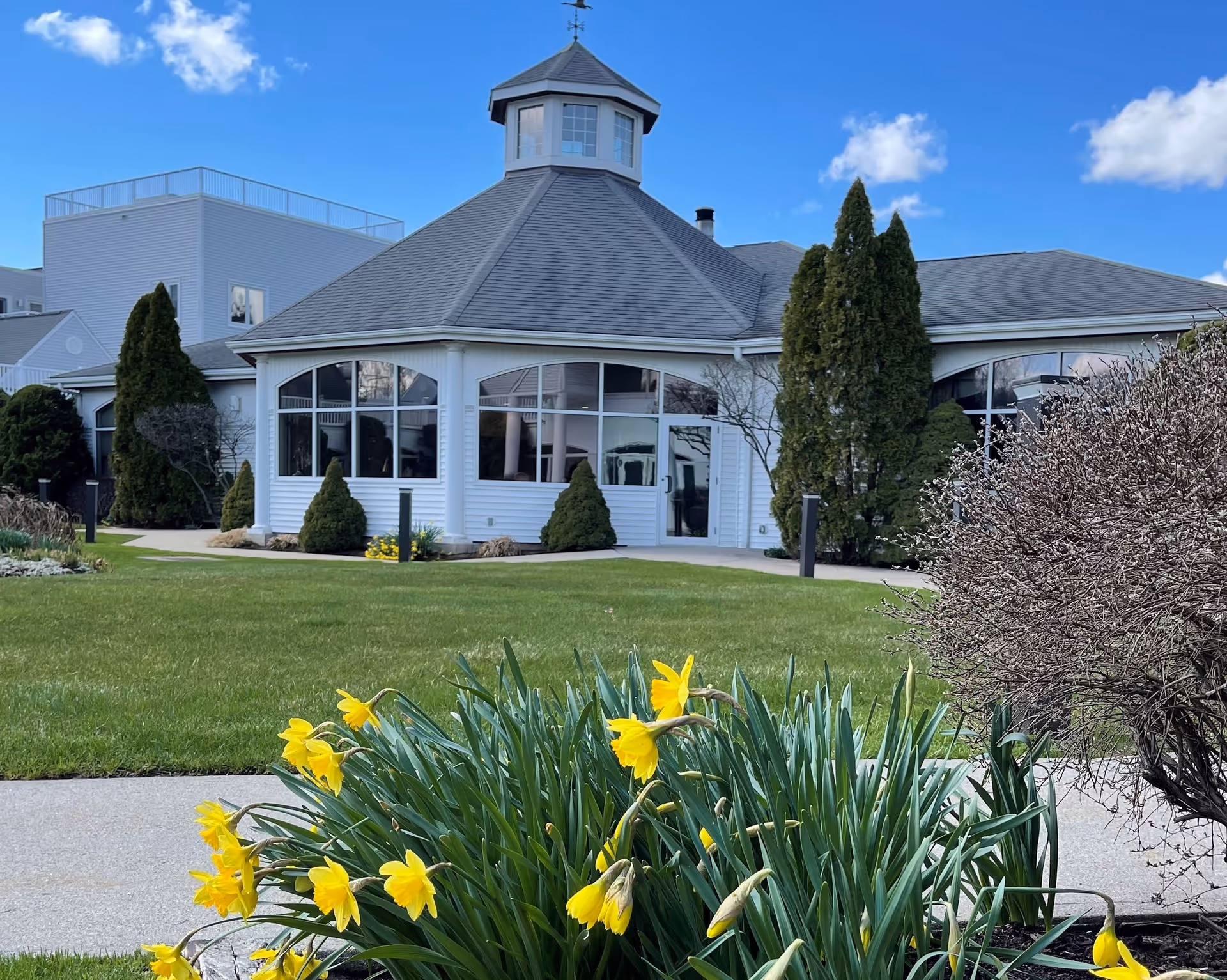 Exterior view of a white building with a multi-sided roof and large windows, surrounded by green grass, bushes, and blooming yellow daffodils under a blue sky with a few clouds.
