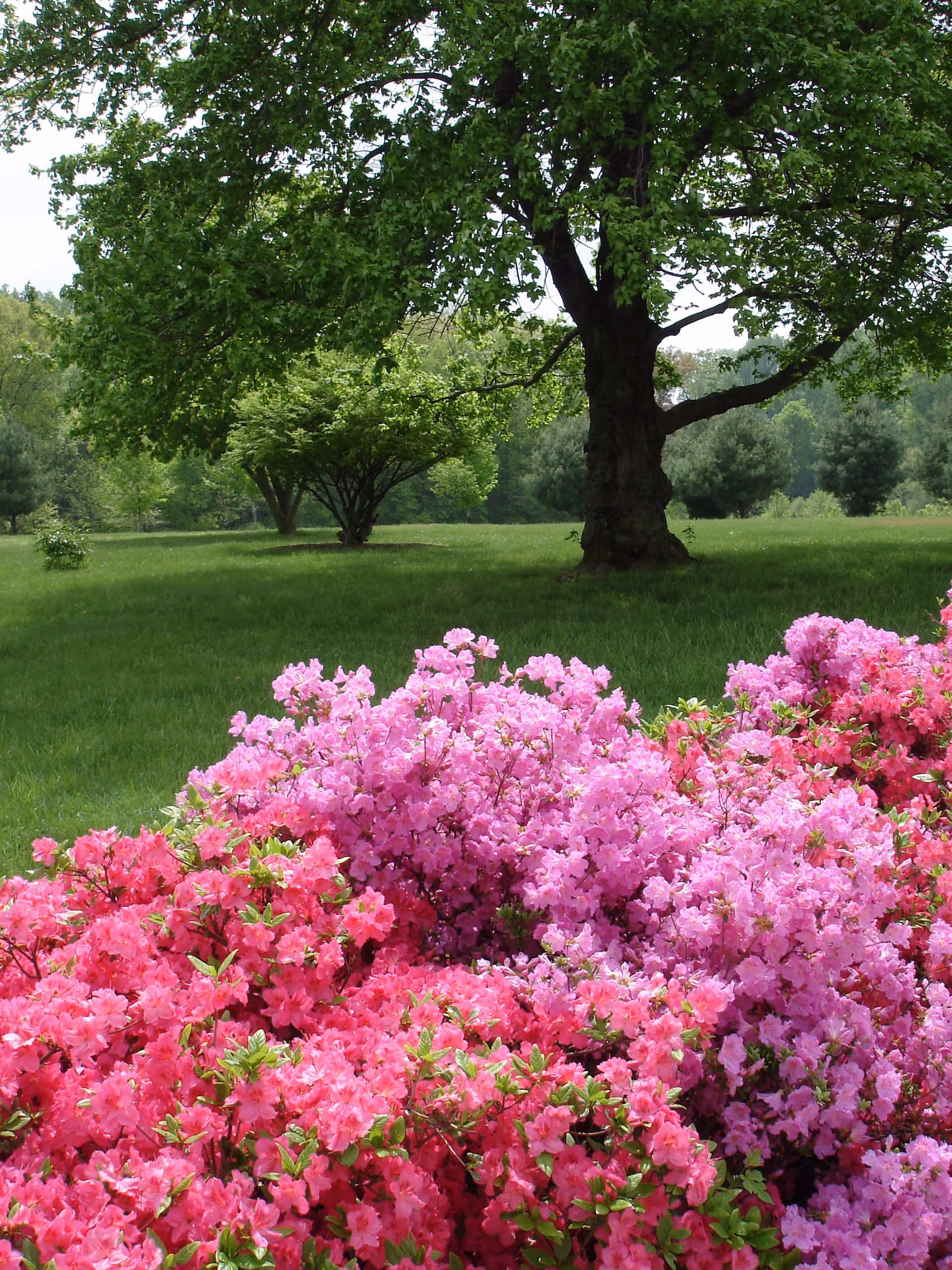 Lush outdoor scene with pink azaleas, green lawn, and a large tree.