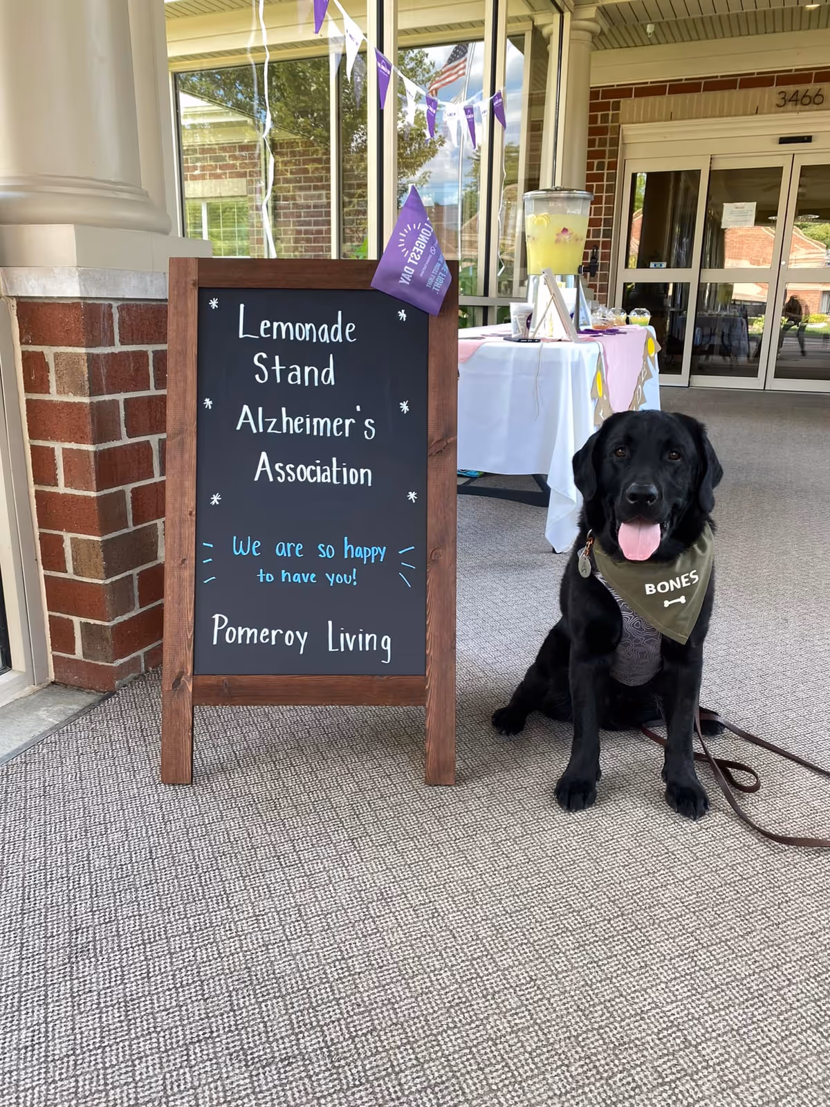 A chalkboard sign for an Alzheimer's Association lemonade stand sits next to a black Labrador wearing a 'BONES' bandana at the entrance of the assisted living building.