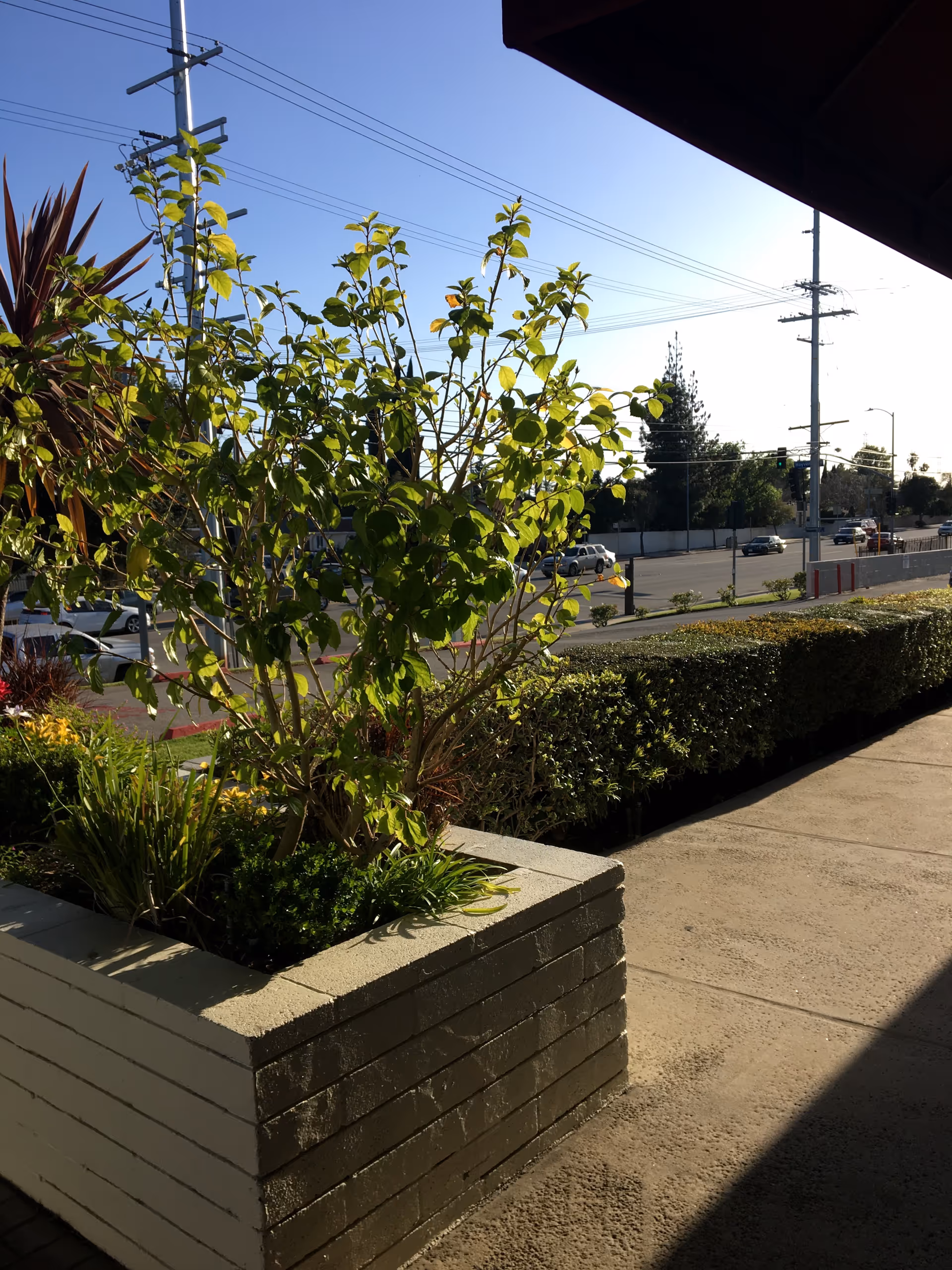Outdoor view of planters with greenery beside a walkway and street.