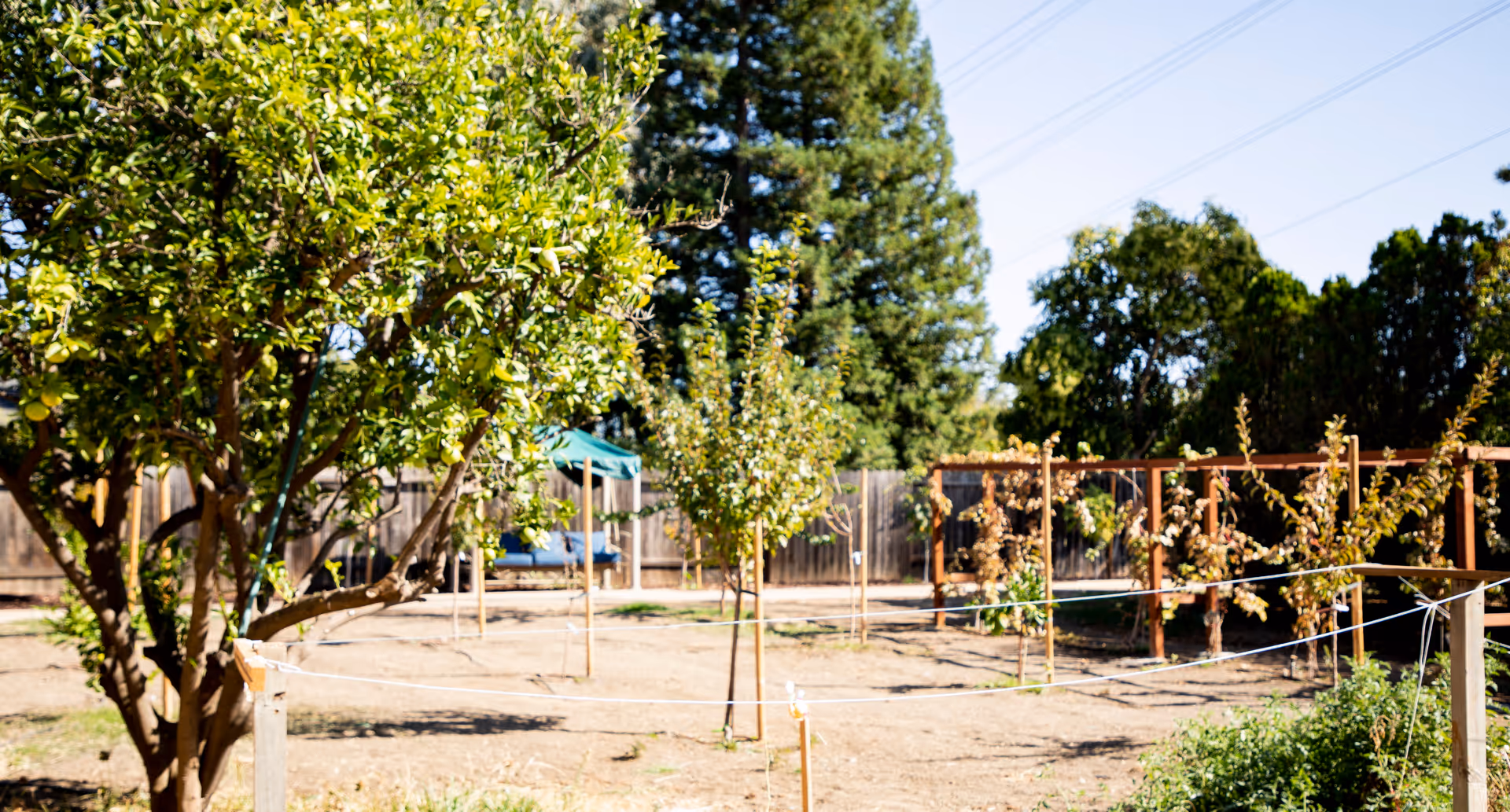 Outdoor yard with trees, fencing, and garden trellis structures.