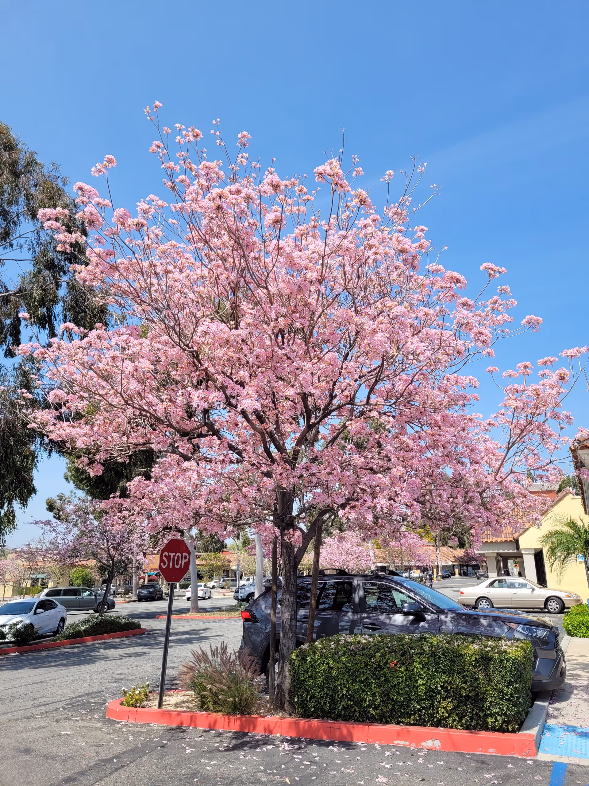A pink blossoming tree in a parking lot with cars and a building.