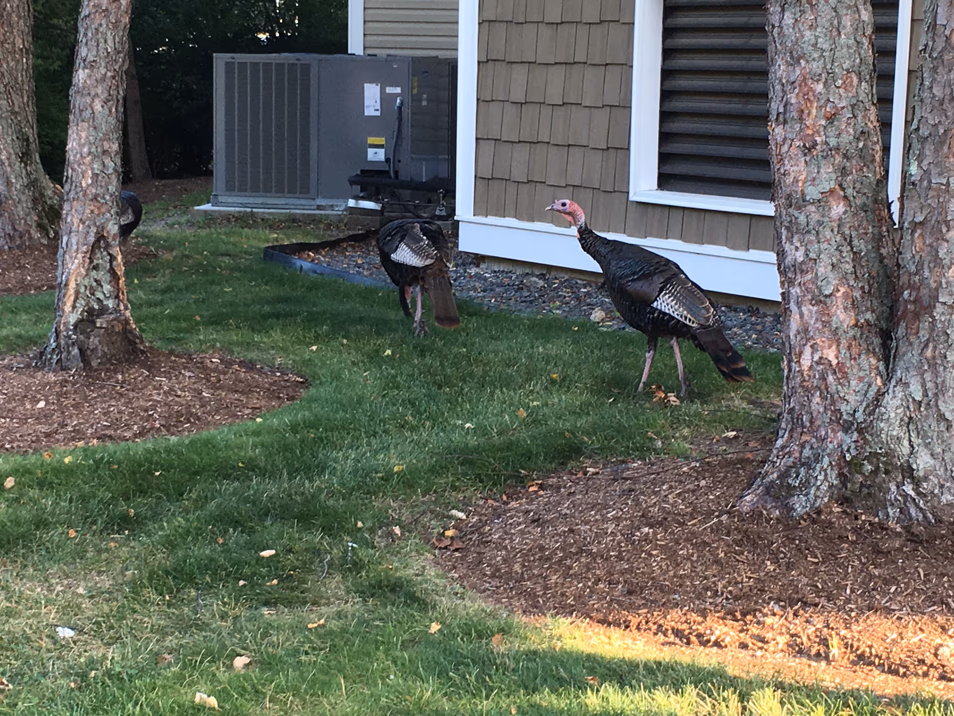 Two wild turkeys wander near a beige building exterior with an air conditioner unit.