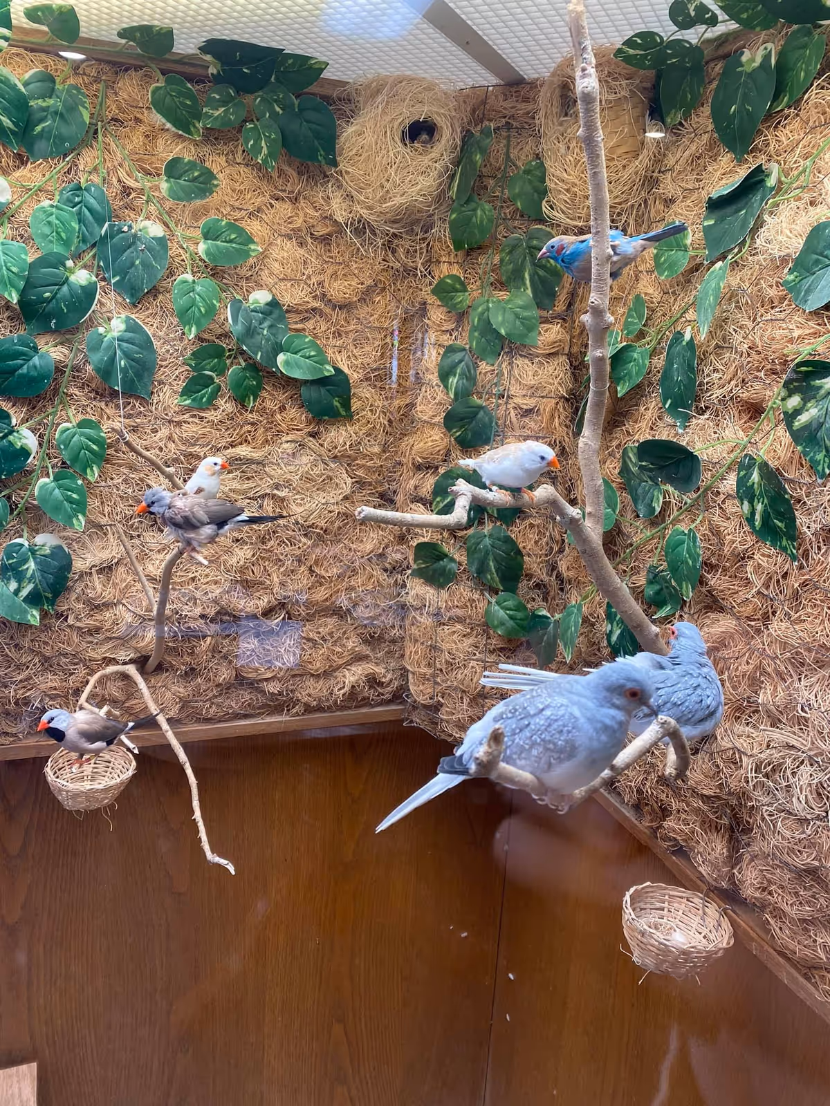 Indoor aviary display with straw walls, lush leaves, and colorful parrots.