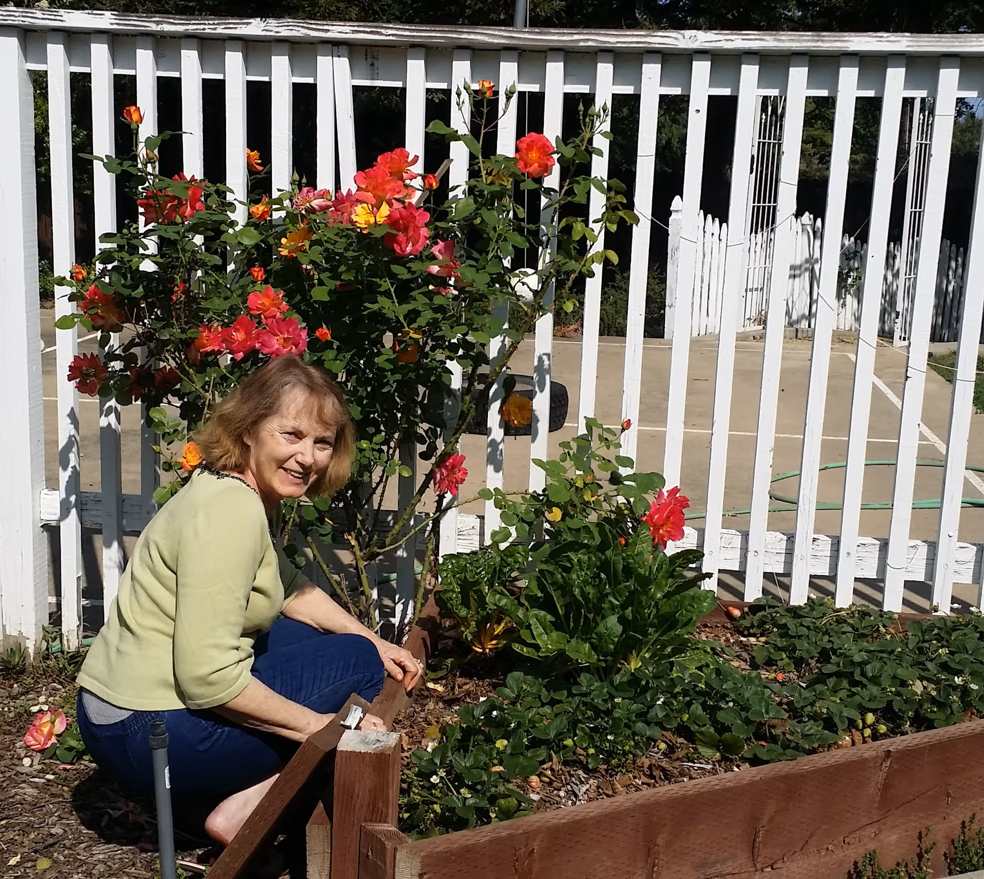 An elderly woman wearing a light green sweater and blue pants is gardening in a raised flower bed with blooming red and orange flowers. She is smiling and crouched down near a white picket fence in the background on a sunny day.