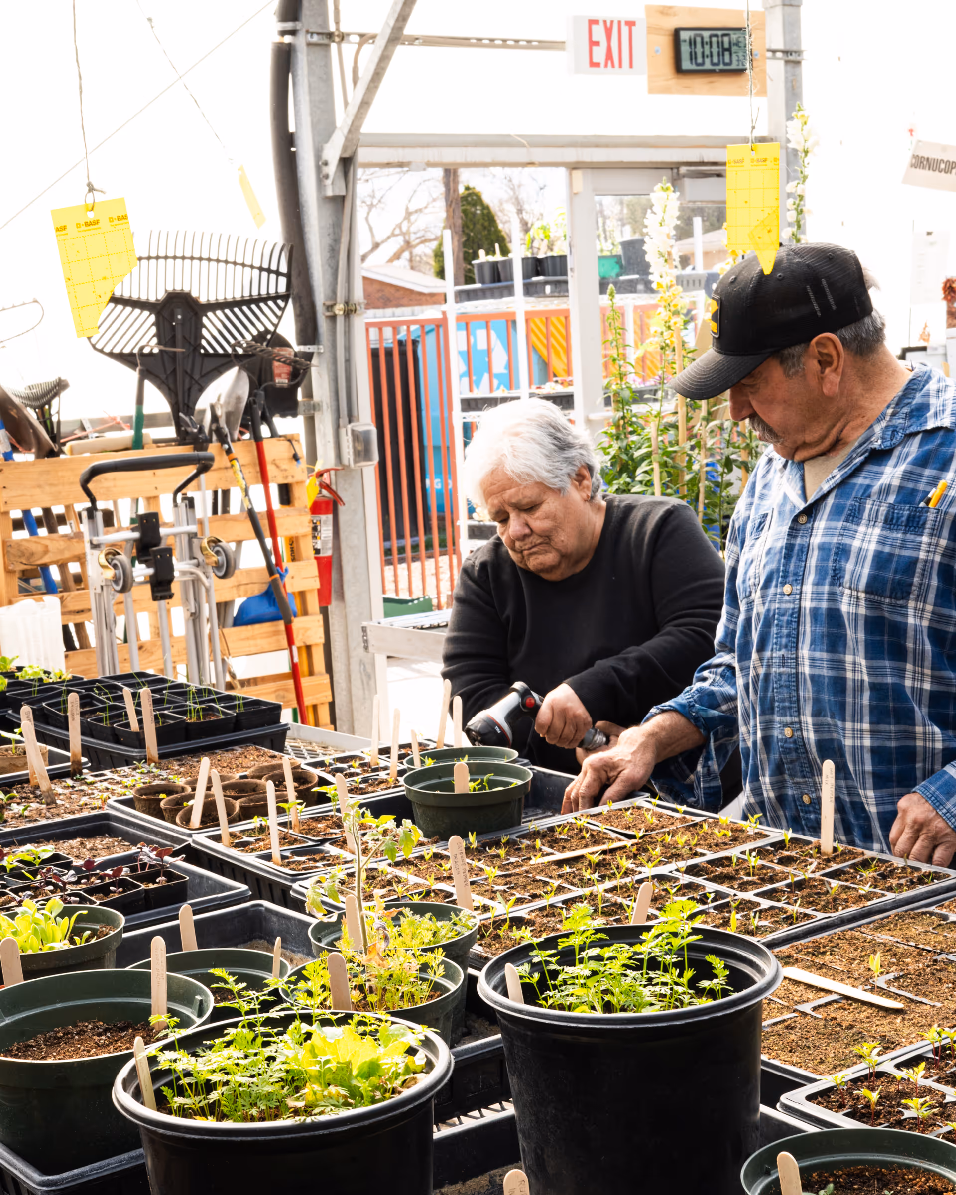 Two seniors garden outdoors, tending seedlings in trays on a metal table.
