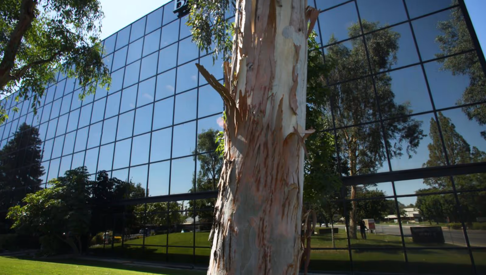 Glass-paneled building exterior reflecting trees, with a prominent tree trunk in foreground.