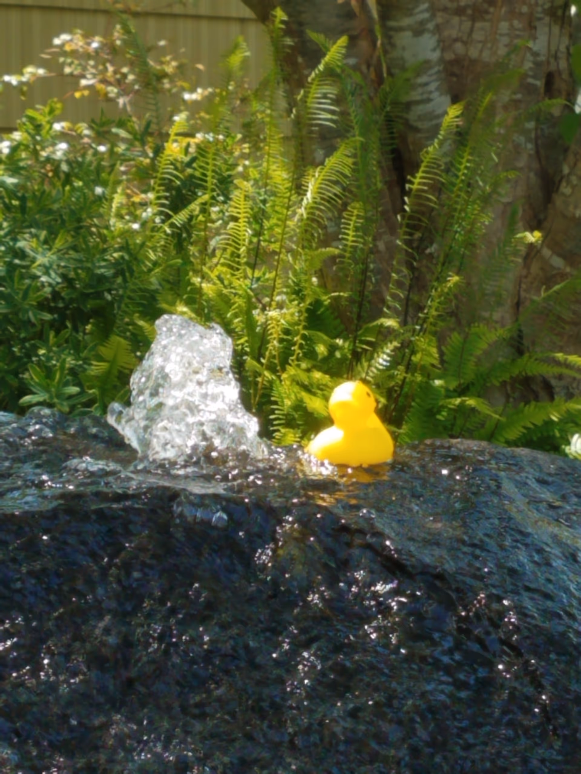 Outdoor garden with ferns, a rock fountain, and a yellow rubber duck.