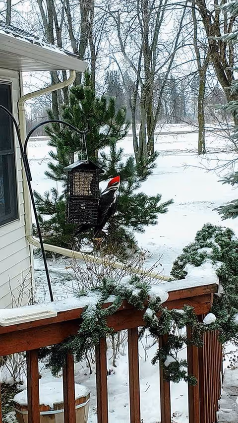 Snow covers an outdoor area with a bird feeder and garlanded wooden railing.