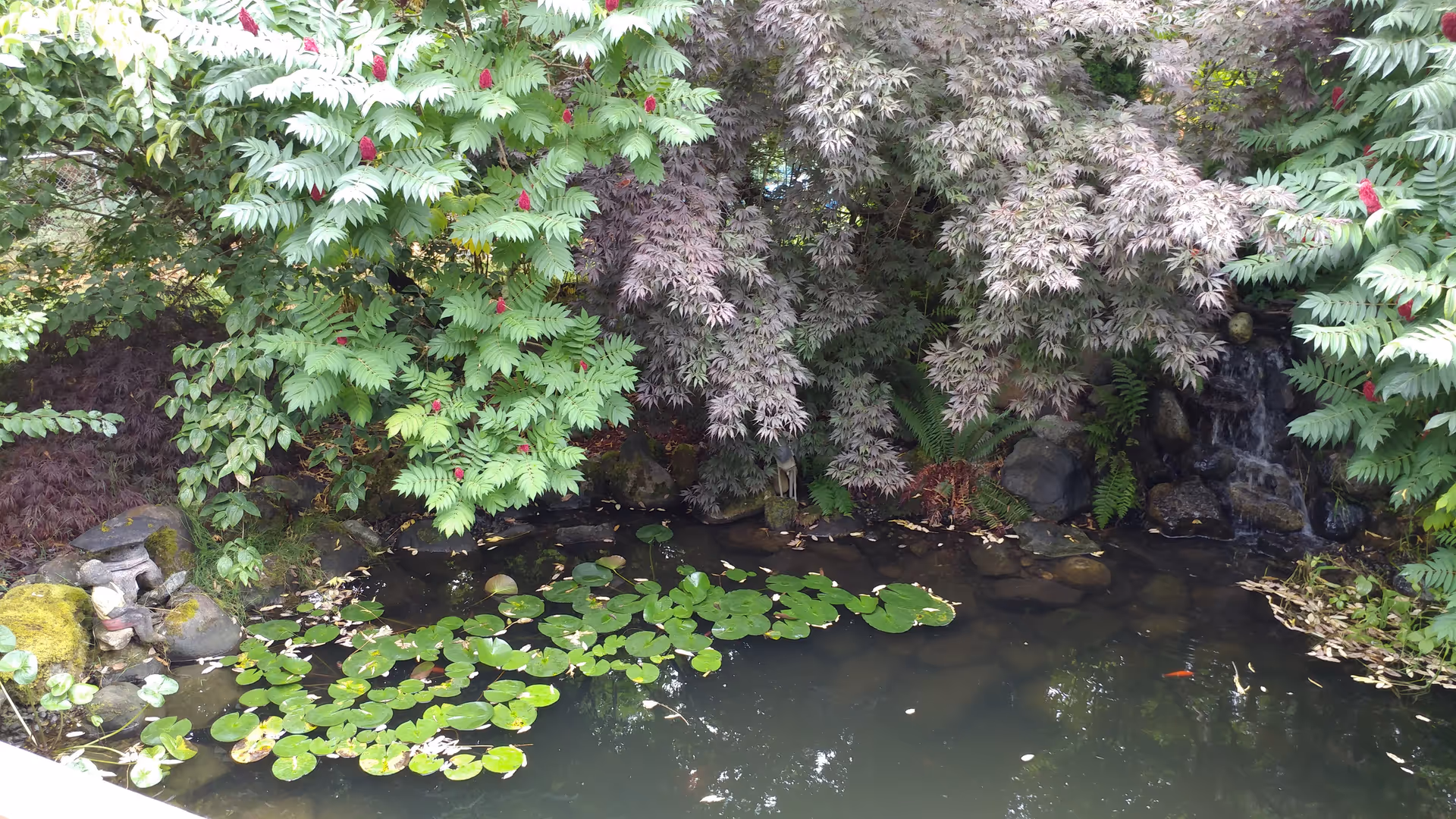 Lush outdoor garden pond with lily pads, rocks, and overhanging foliage.