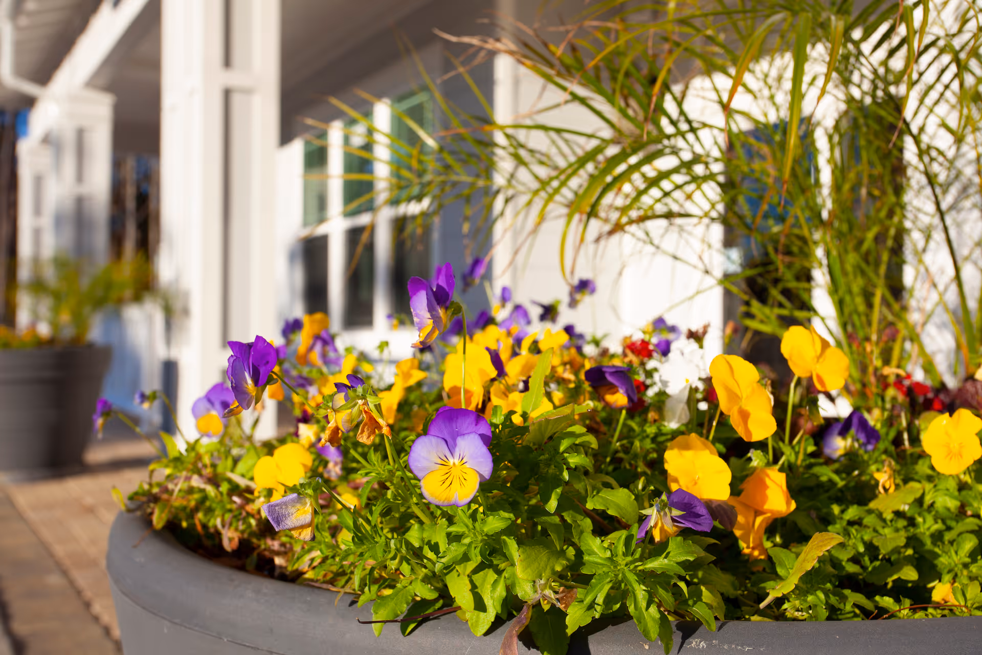 Close-up of a large planter filled with vibrant yellow and purple pansies and green foliage outside a building with white walls and windows.