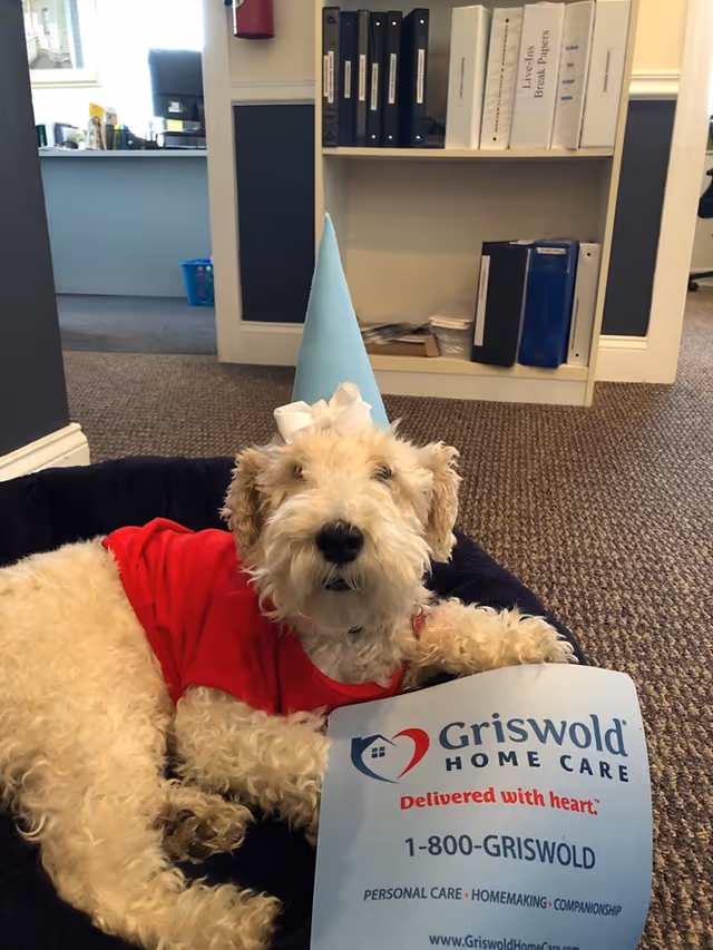 Fluffy dog in blue party hat and red shirt rests on a bed near Griswold sign.