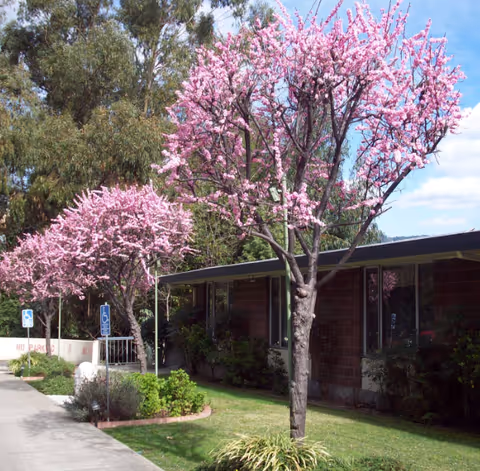 Exterior view of Bellaken Garden facility with blooming pink trees along walkway.