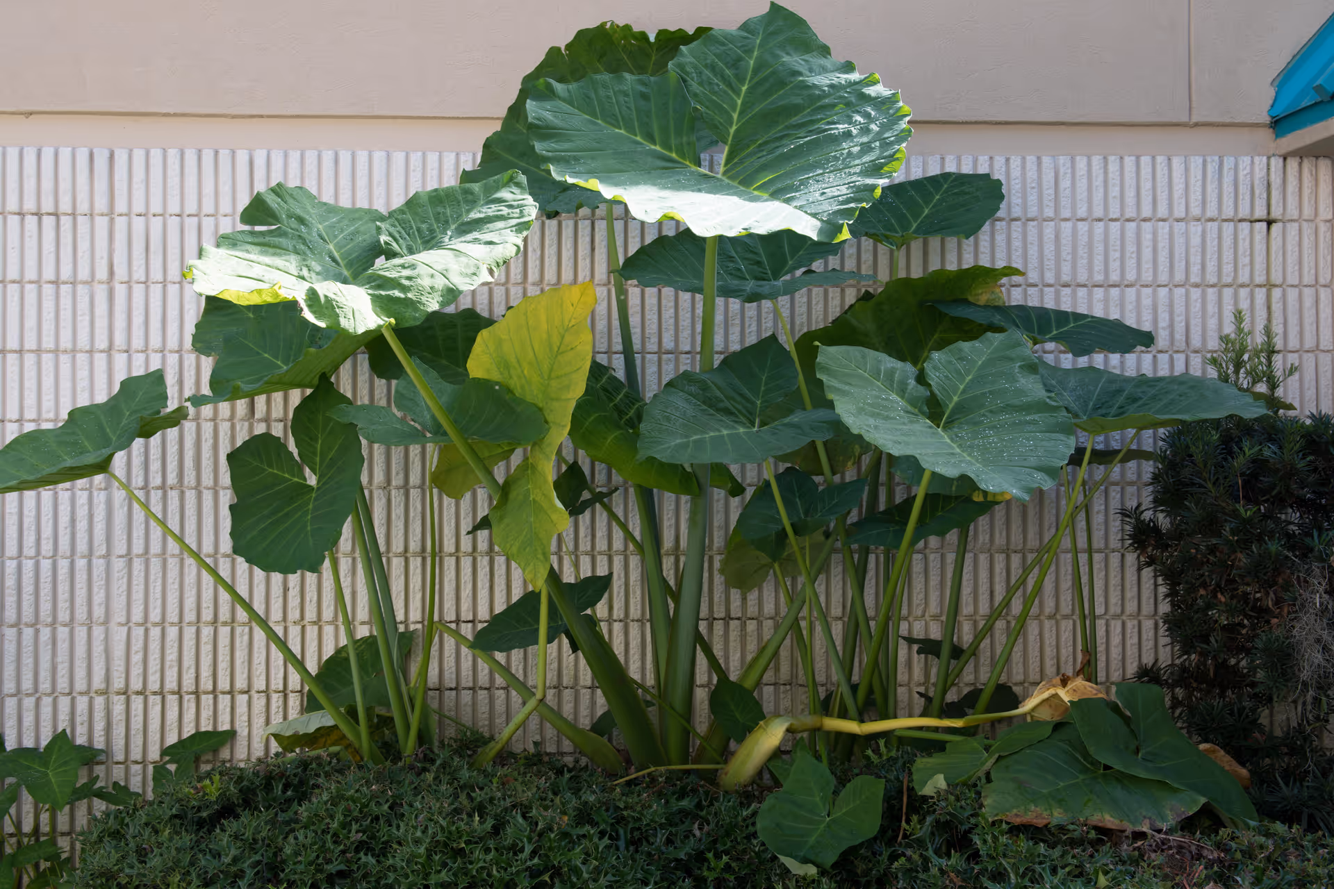 Large elephant-ear plants with broad green leaves growing against a light-colored exterior wall.