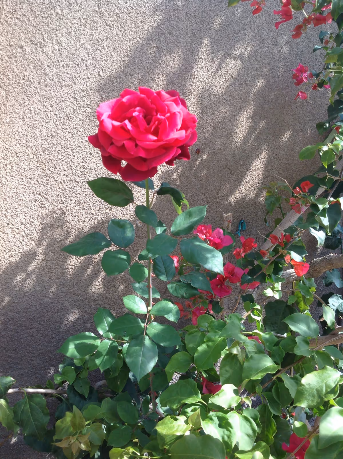 A vibrant red rose in full bloom surrounded by green leaves and other smaller red flowers, set against a textured beige wall with shadows cast on it.