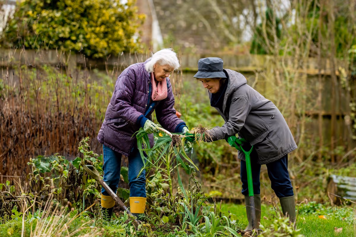 Two elderly women gardening outdoors, pulling plants from the soil in a green garden area with various plants and a wooden fence in the background. Both are dressed warmly in jackets, gloves, and boots.