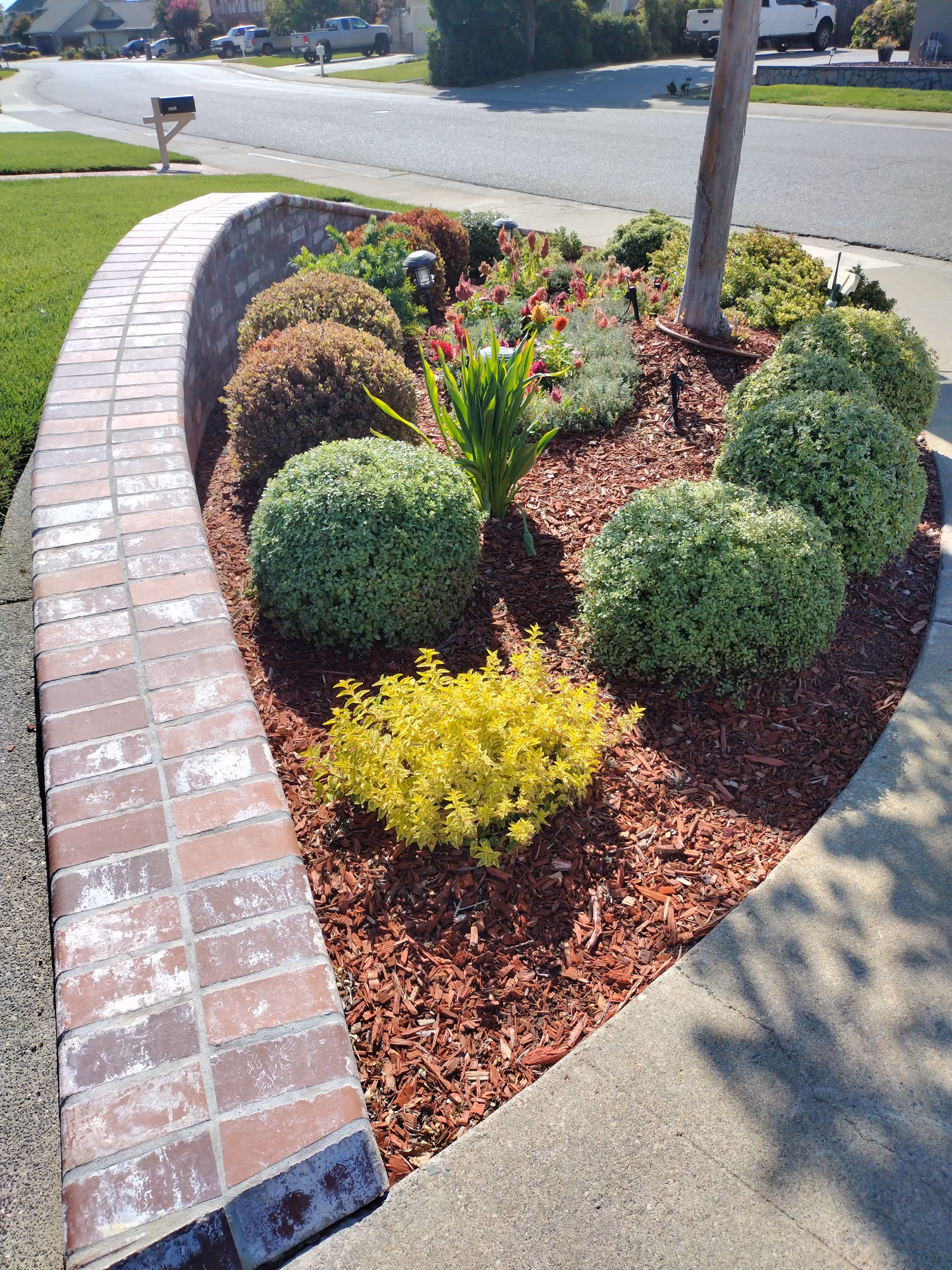 Curved brick-edged garden bed with shrubs and mulch along a sidewalk.