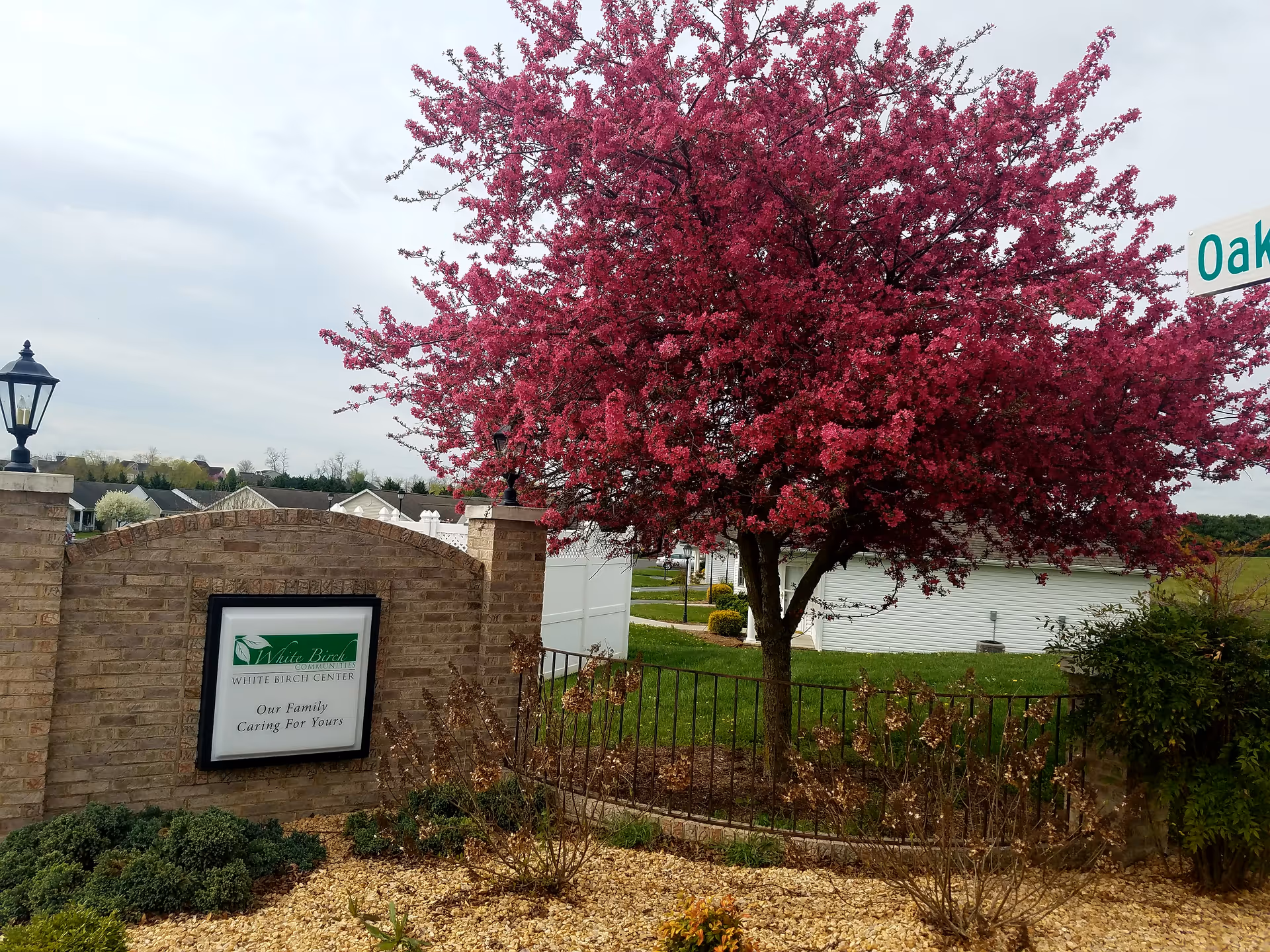 A pink flowering tree beside a brick entrance sign for White Birch Communities.