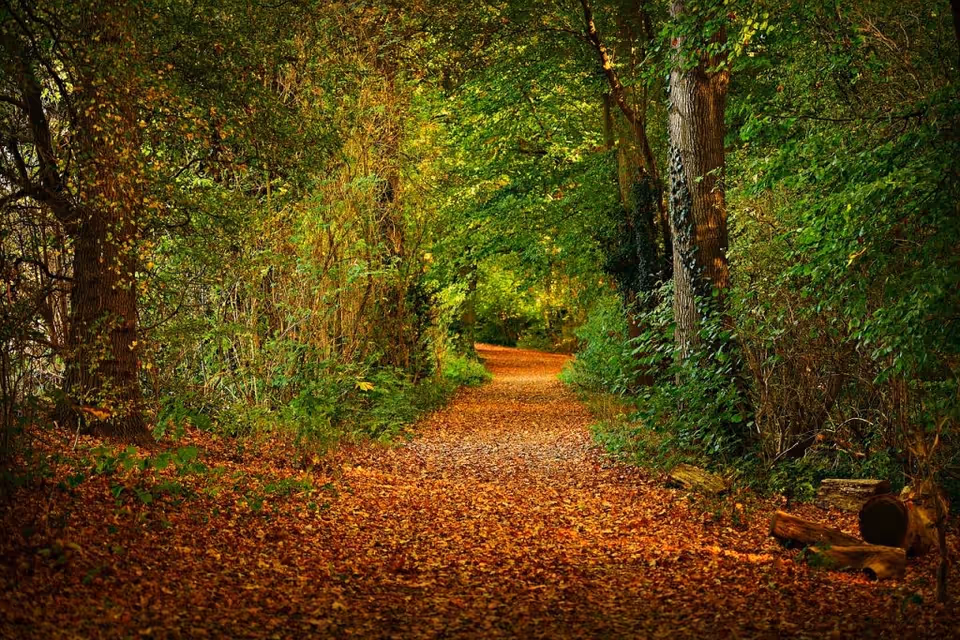 A forest path lined with trees and fallen autumn leaves.