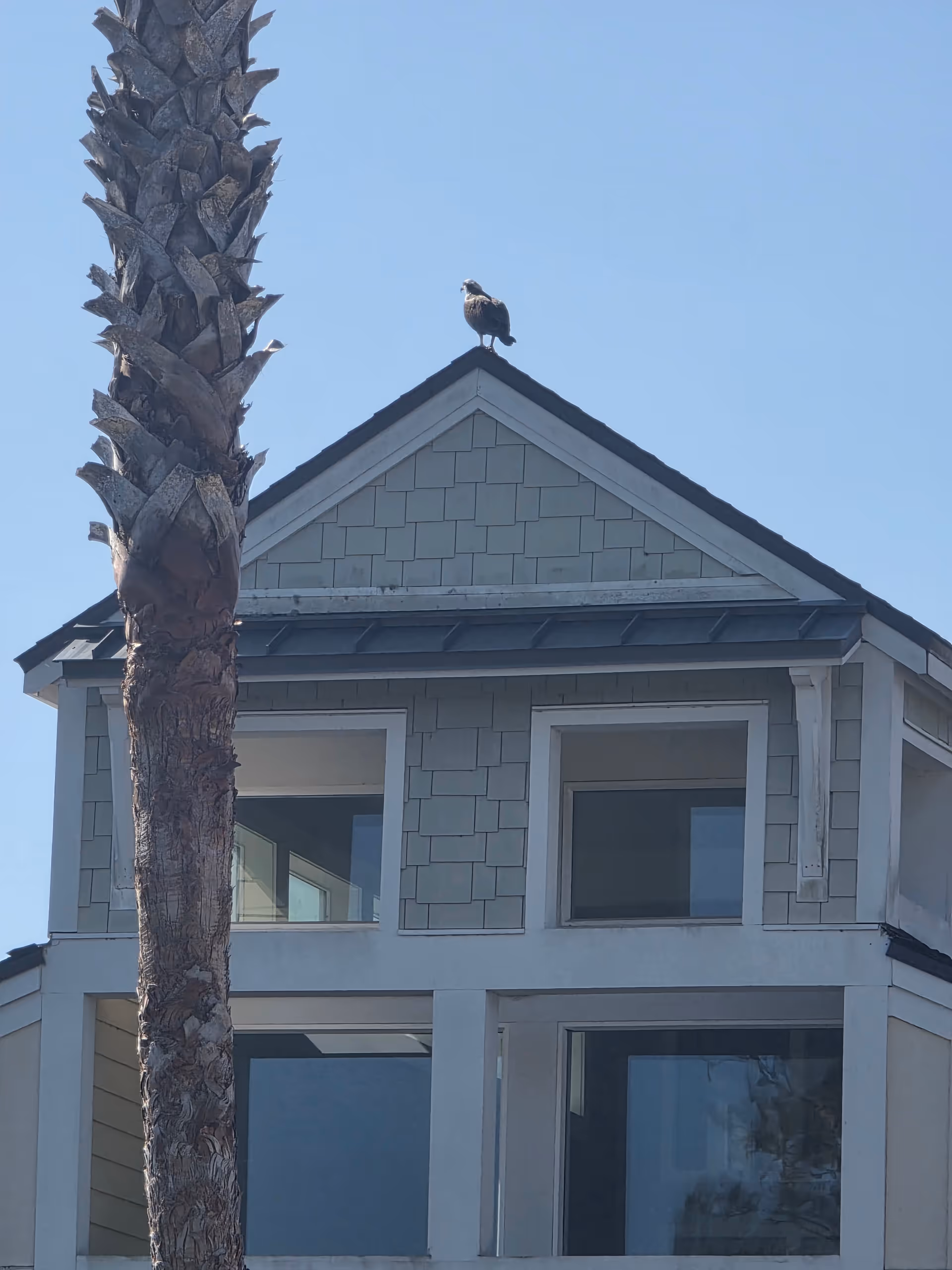 Two-story gray house with large windows and a palm tree; a bird sits on the roof.