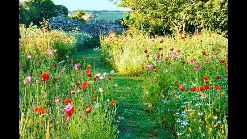 Sunny garden path bordered by vibrant wildflowers and greenery.