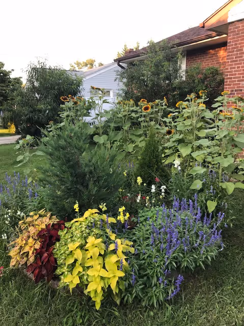 Colorful garden flowers bloom beside a brick house outside.