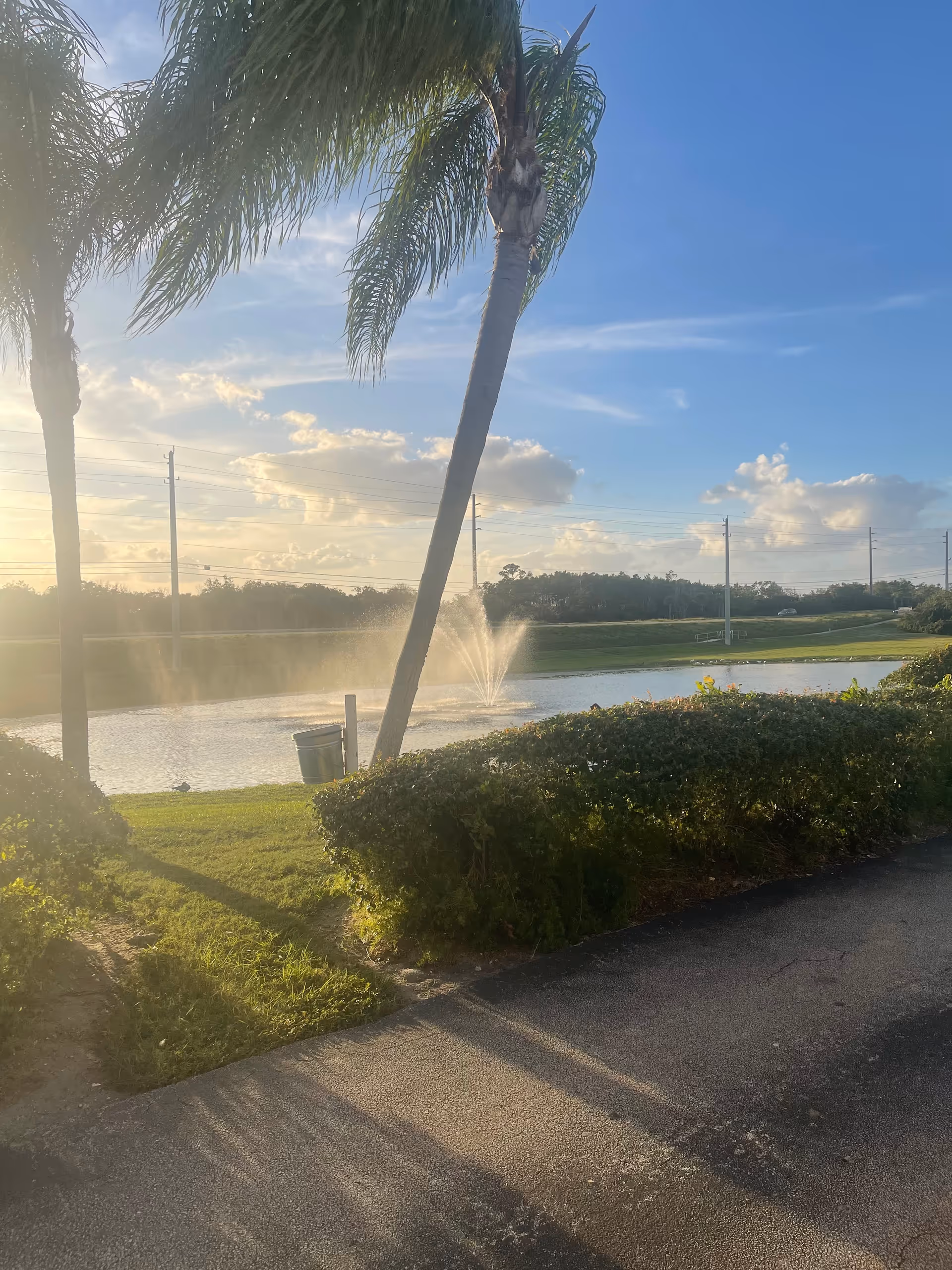 Palm trees frame a pond with a fountain and manicured hedges along a paved path.