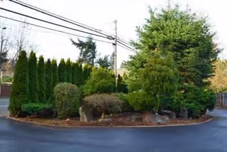 Circular landscaped island with tall evergreens and shrubs beside a road.