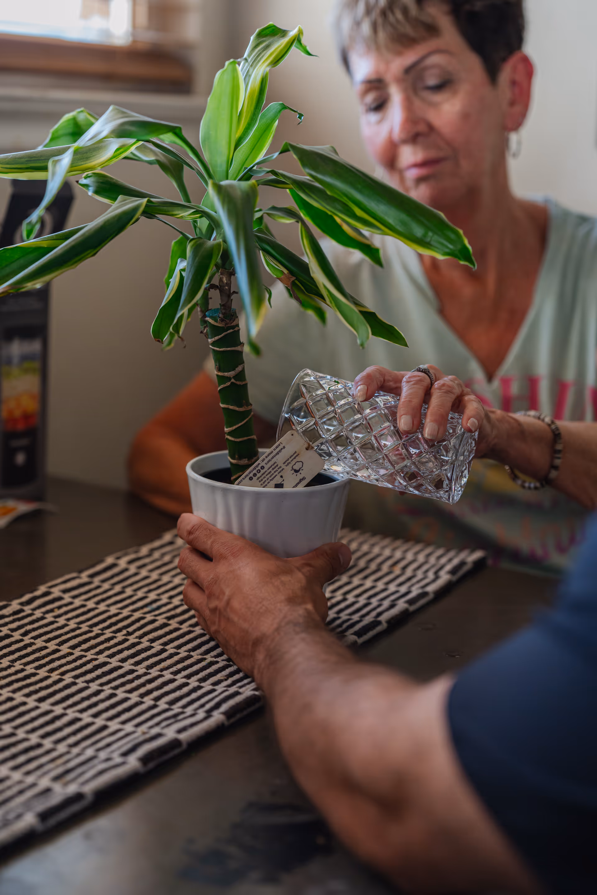 Two people indoors tend a potted plant on a table, watering it with a glass pitcher.