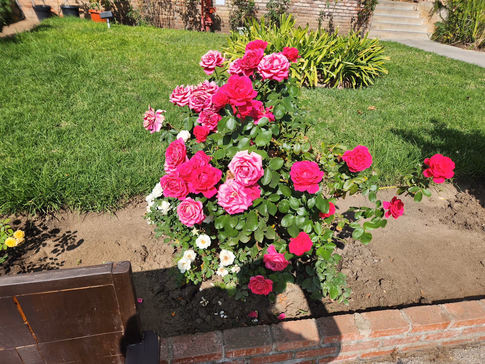 A garden bed with vibrant pink and white roses in full bloom, surrounded by green grass and some potted plants in the background. There is a brick border around the garden bed and a wooden bench partially visible in the foreground.