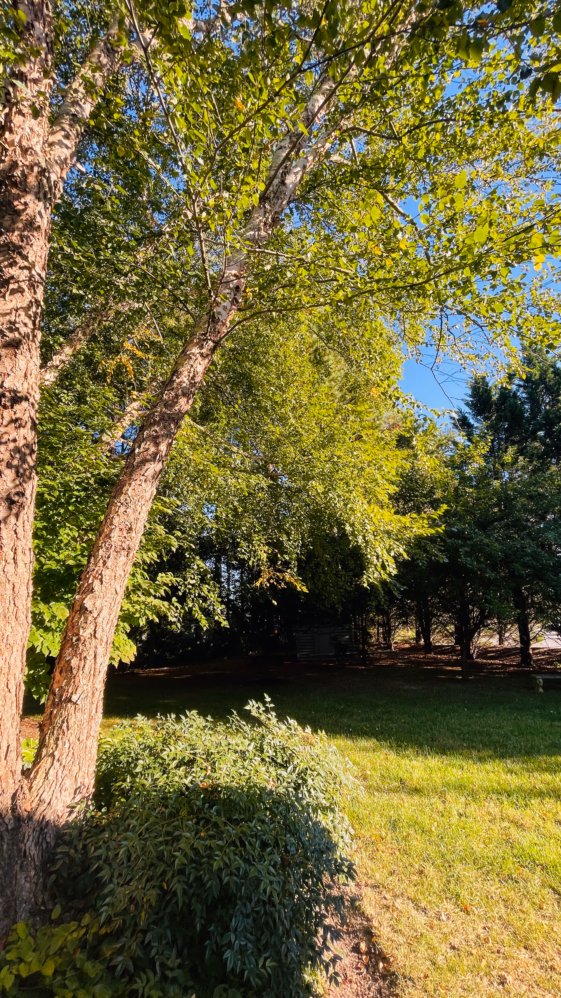 Tall trees and green lawn in a sunny outdoor area.