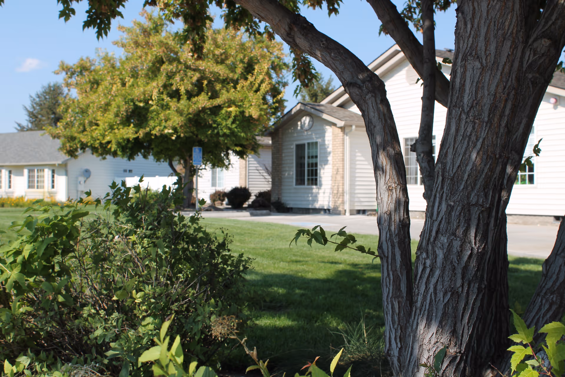 Tree trunks and shrubs in the foreground with a green lawn and the front exterior of a light-colored single-story building in the background.
